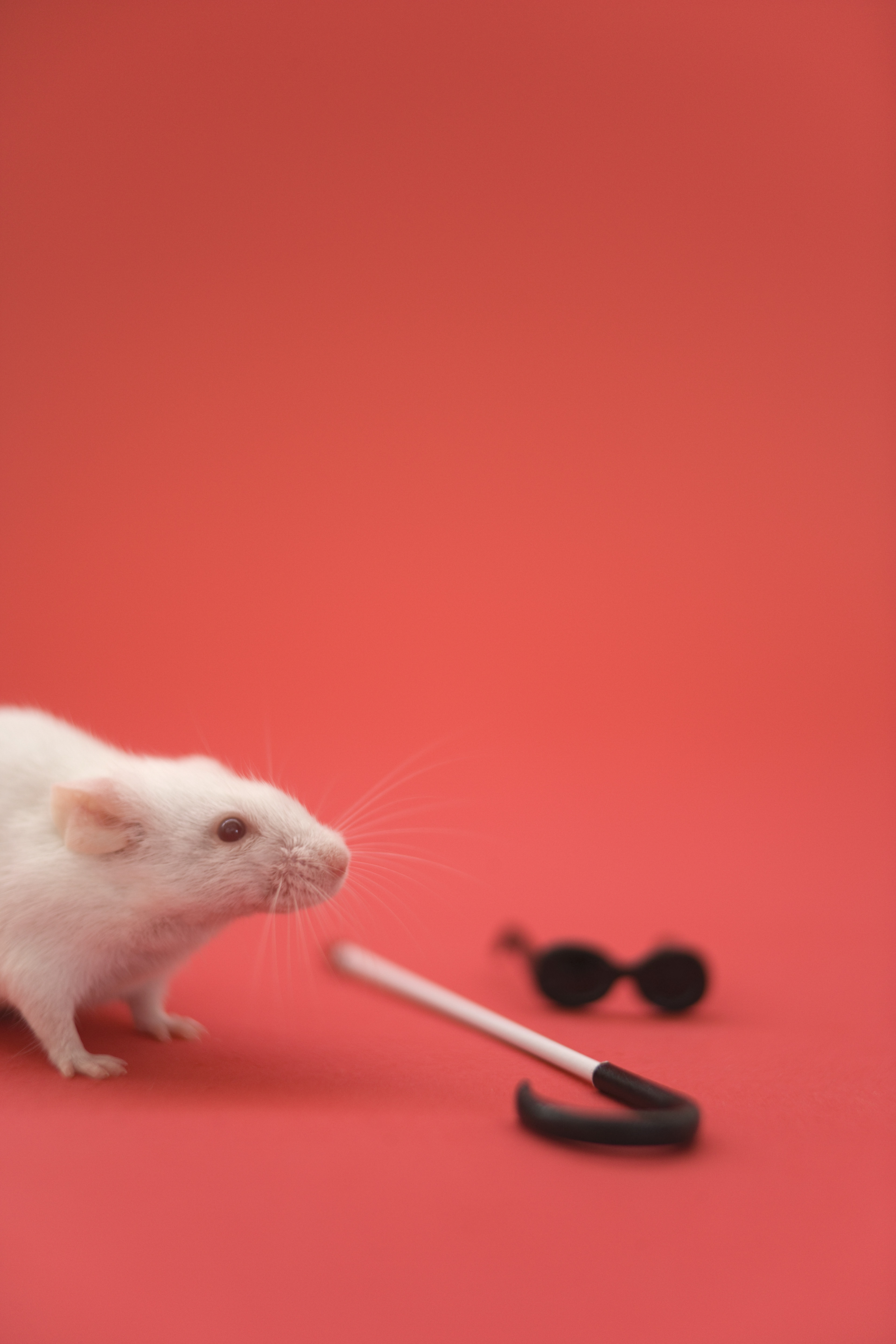 White mouse with small walking cane and glasses