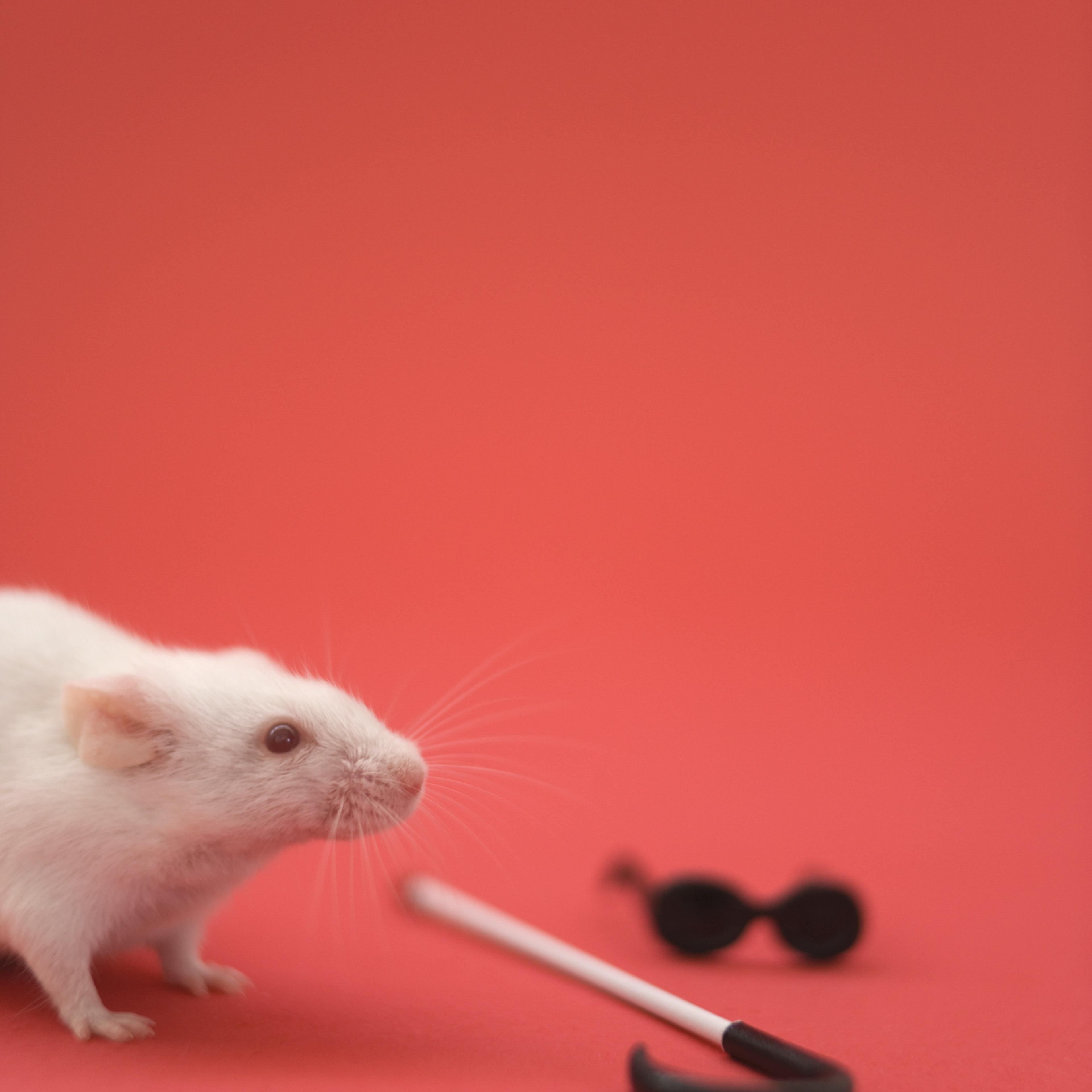 White mouse with small walking cane and glasses