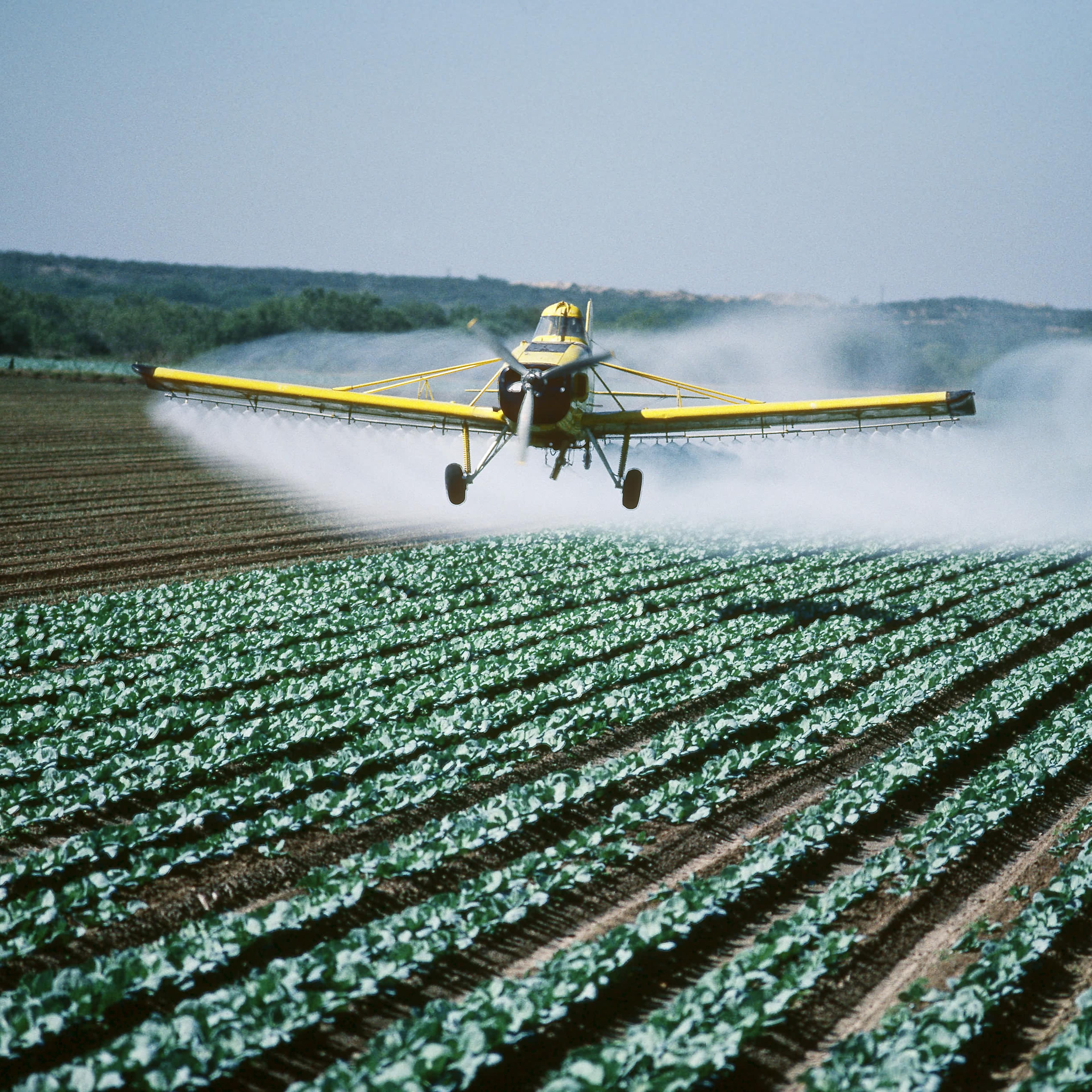 Spraying insecticide on carrots