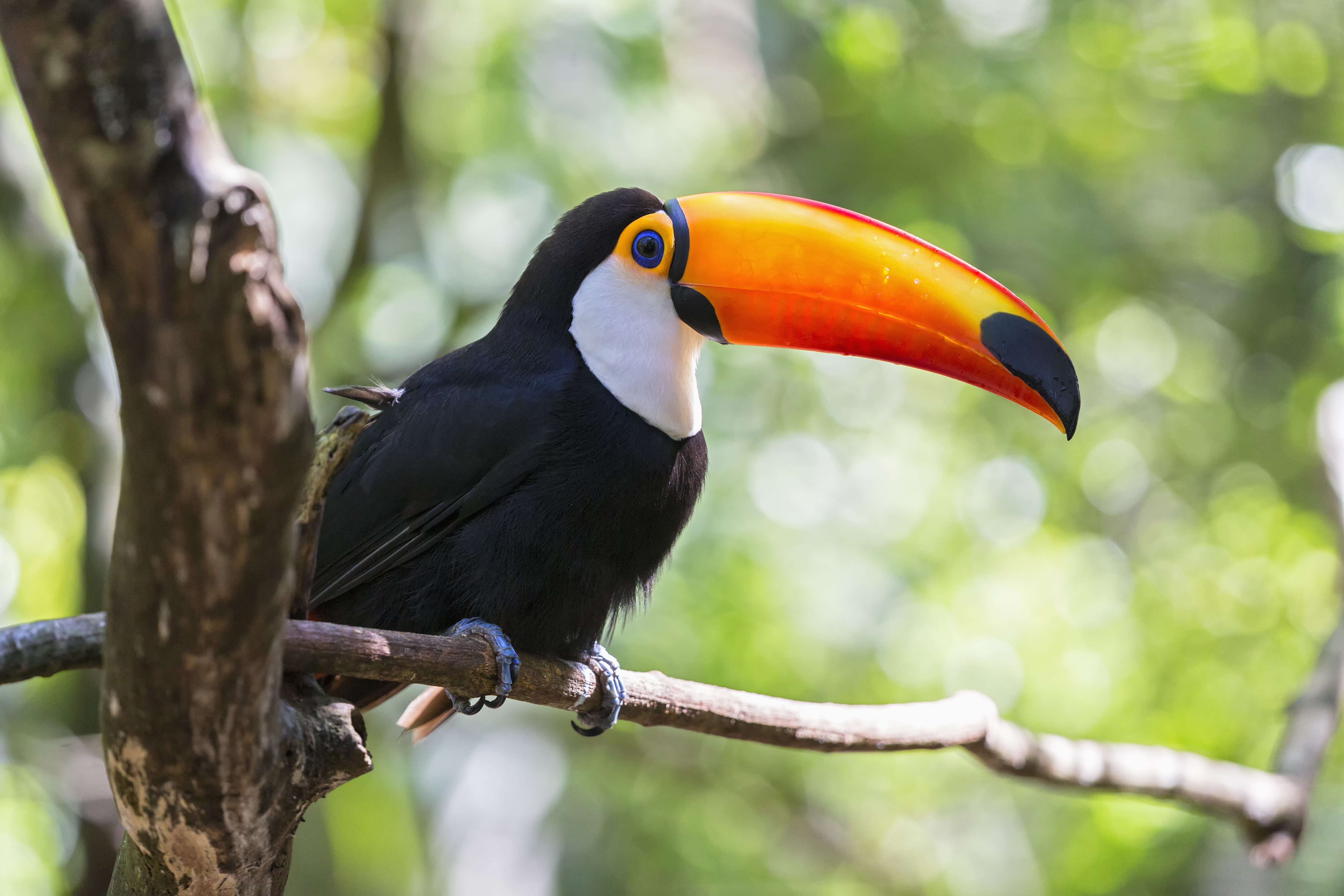 toucan climate change forests animals