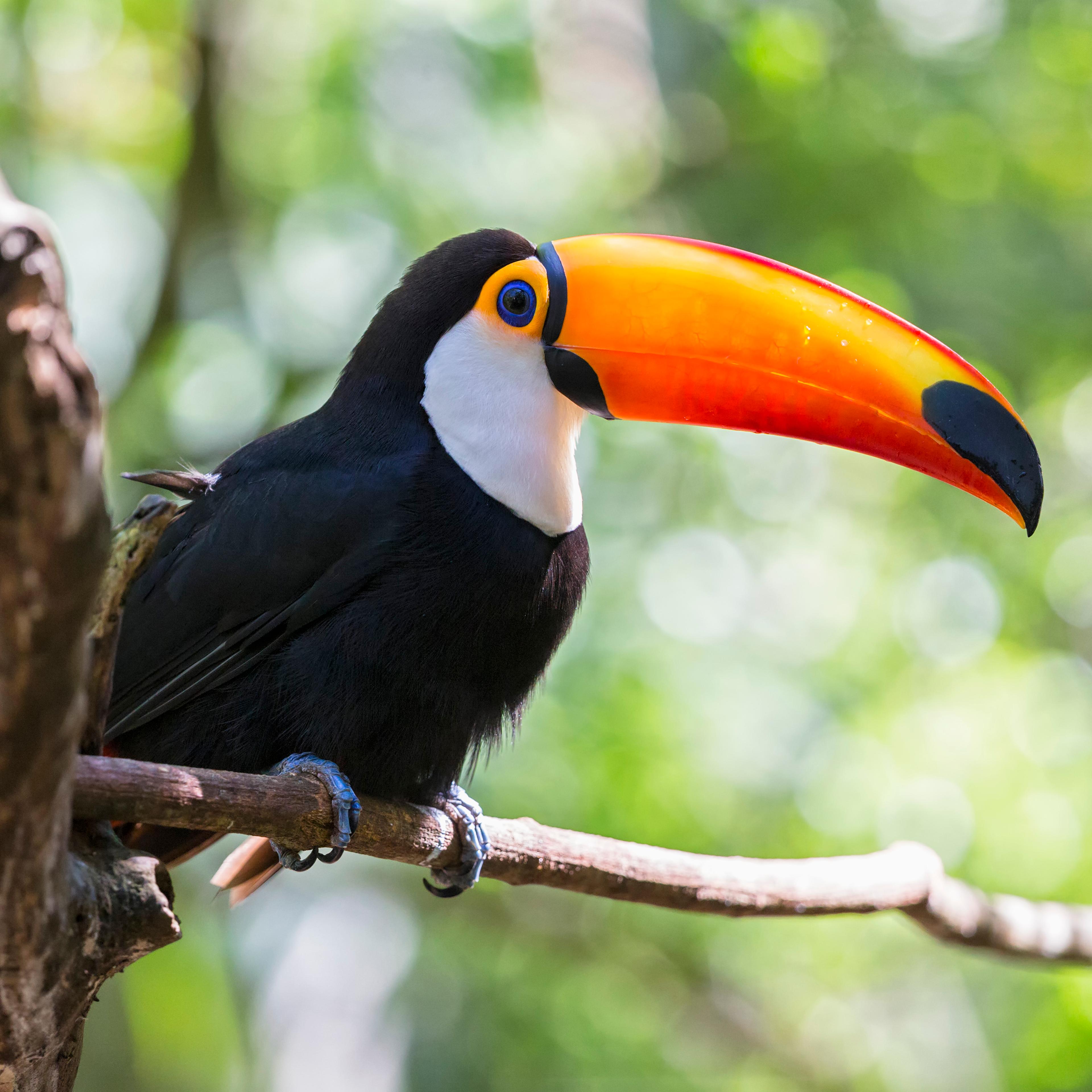 toucan climate change forests animals