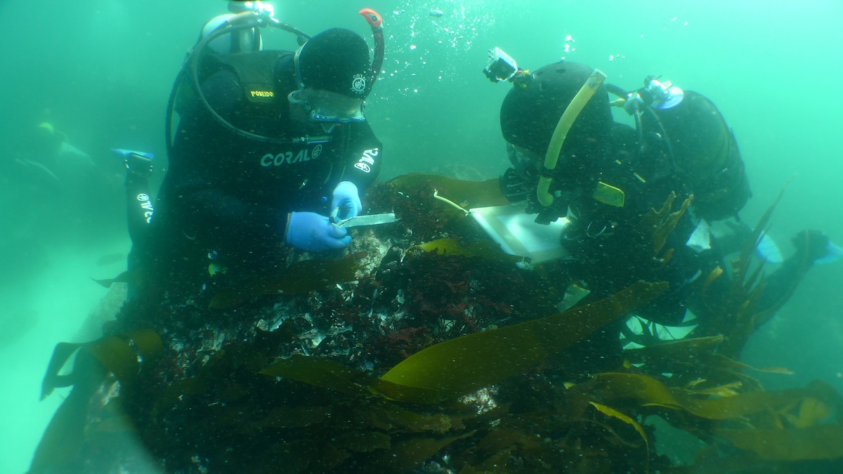Underwater archaeology researchers on the site of the São José slave ship wreck near the Cape of Good Hope