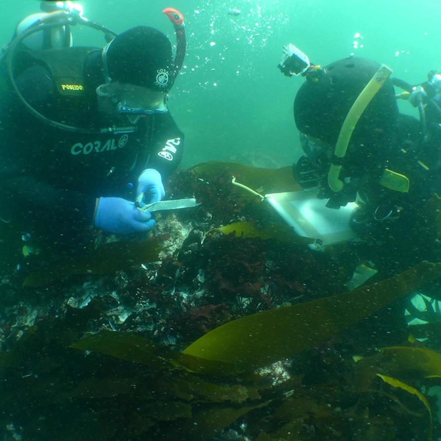 Underwater archaeology researchers on the site of the São José slave ship wreck near the Cape of Good Hope