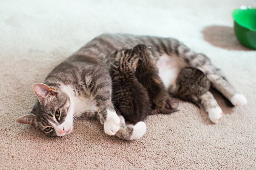 Mikey the cat