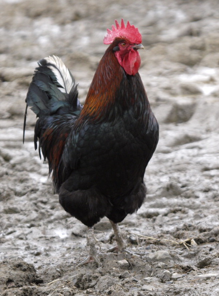 Cockerel, UK