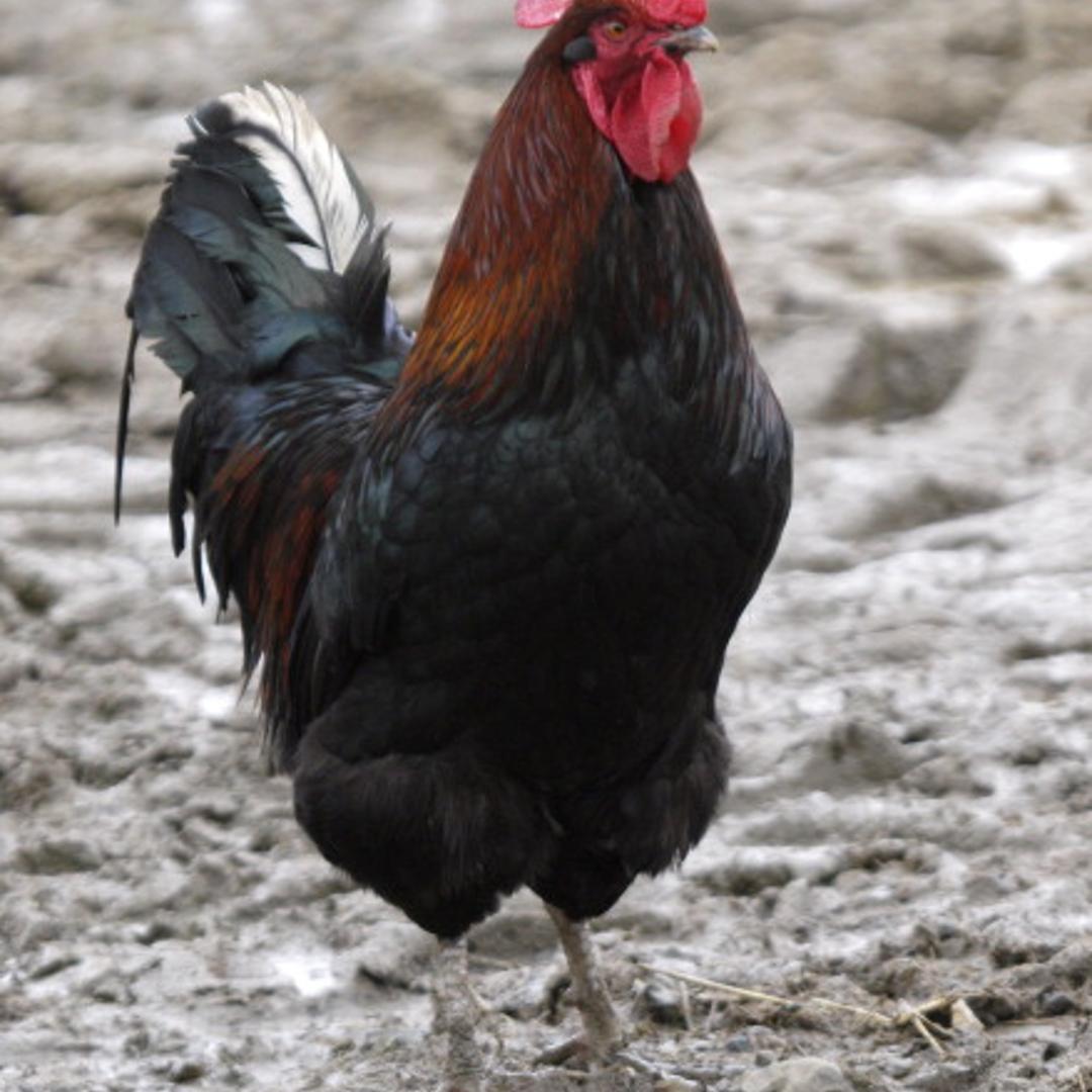 Cockerel, UK