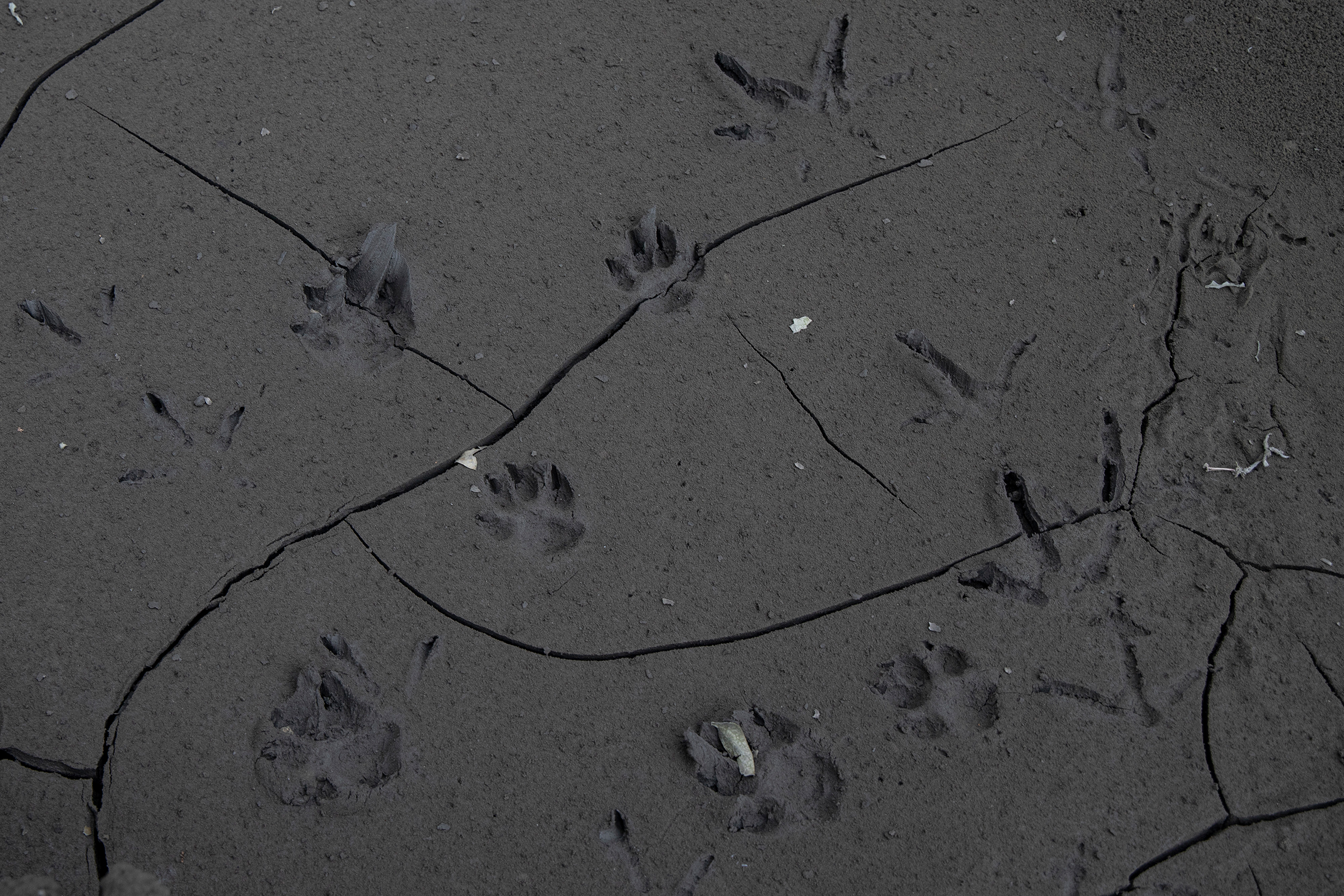 Various animal footprints are indented on an ash-covered road in Laurel.