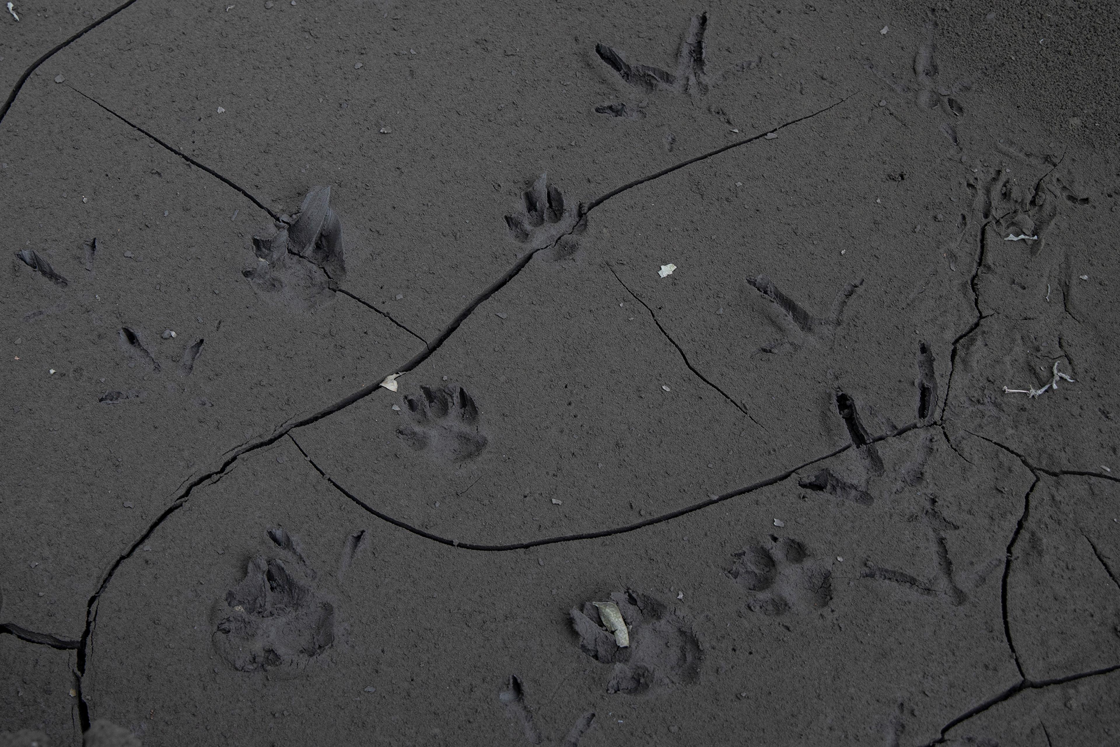 Various animal footprints are indented on an ash-covered road in Laurel.