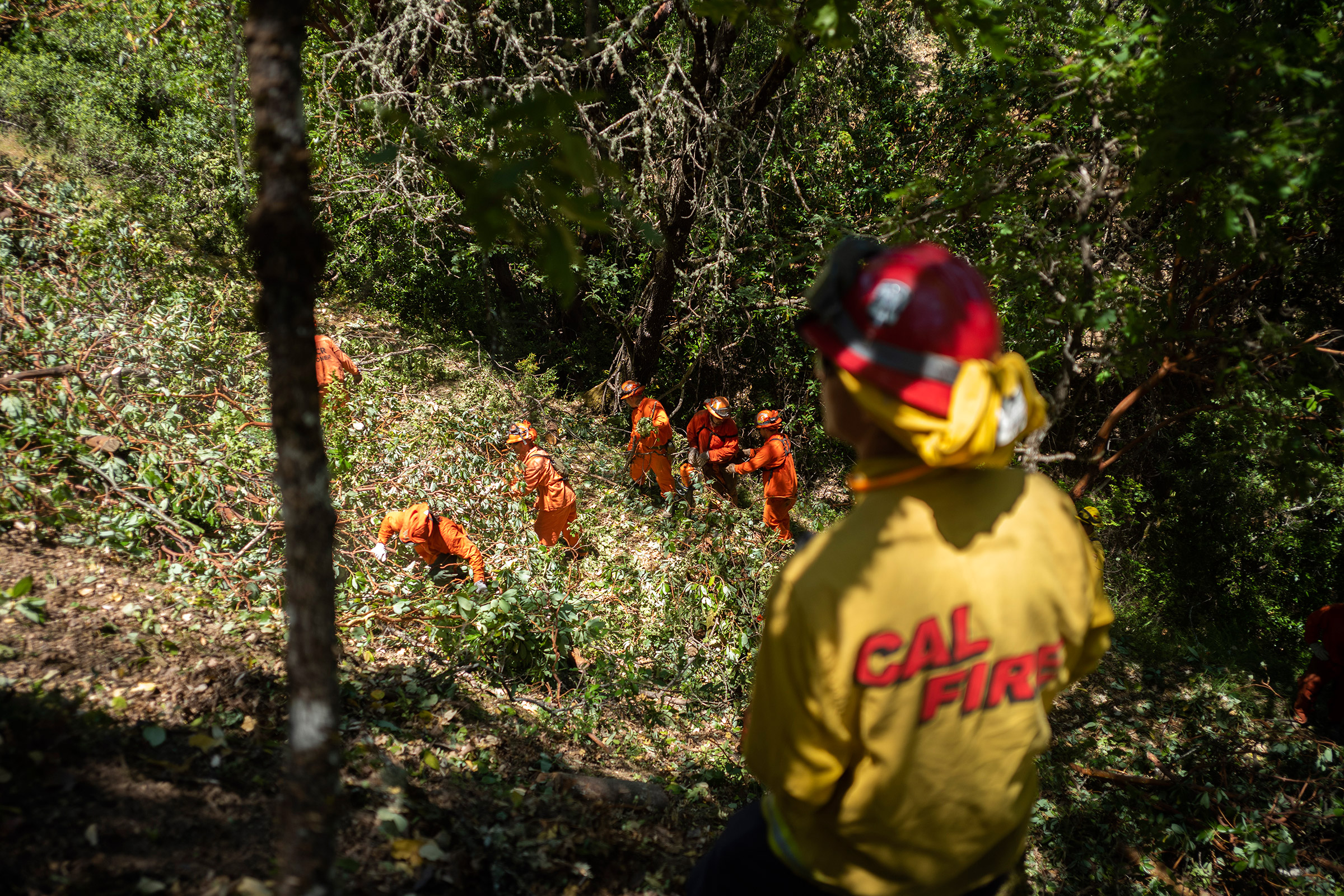 Inmate firefighters cut brush in the hills around Ukiah