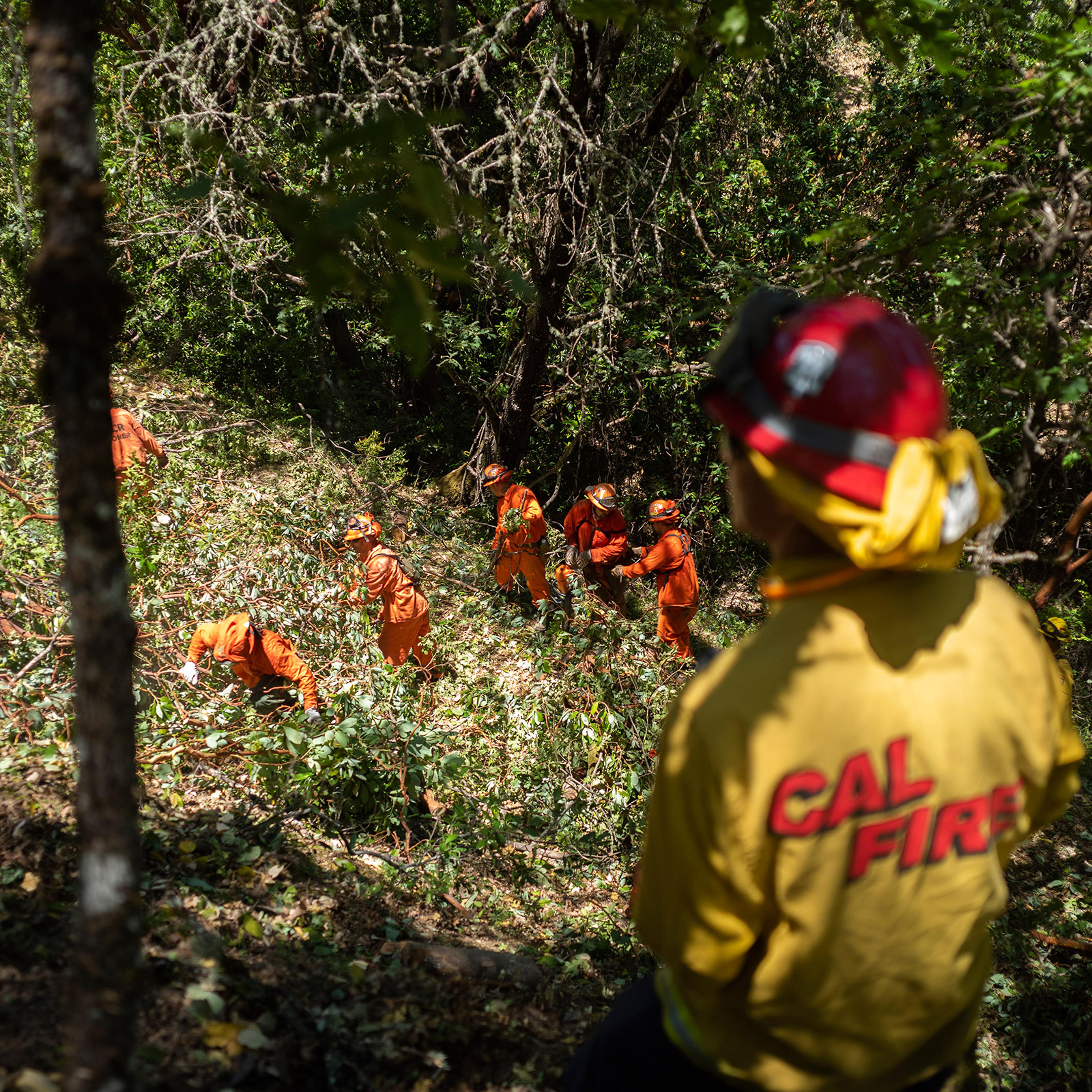 Inmate firefighters cut brush in the hills around Ukiah