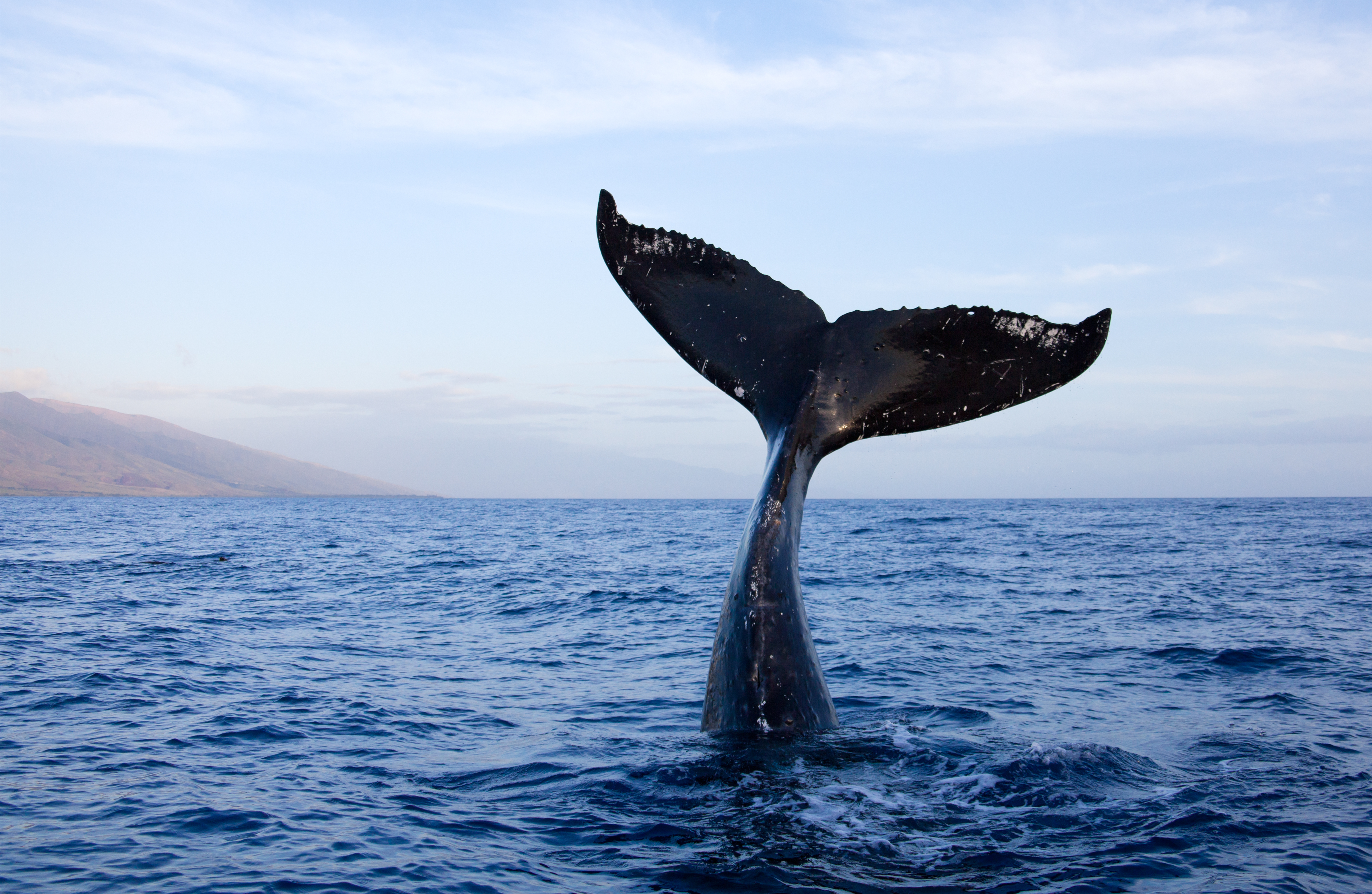 Whale