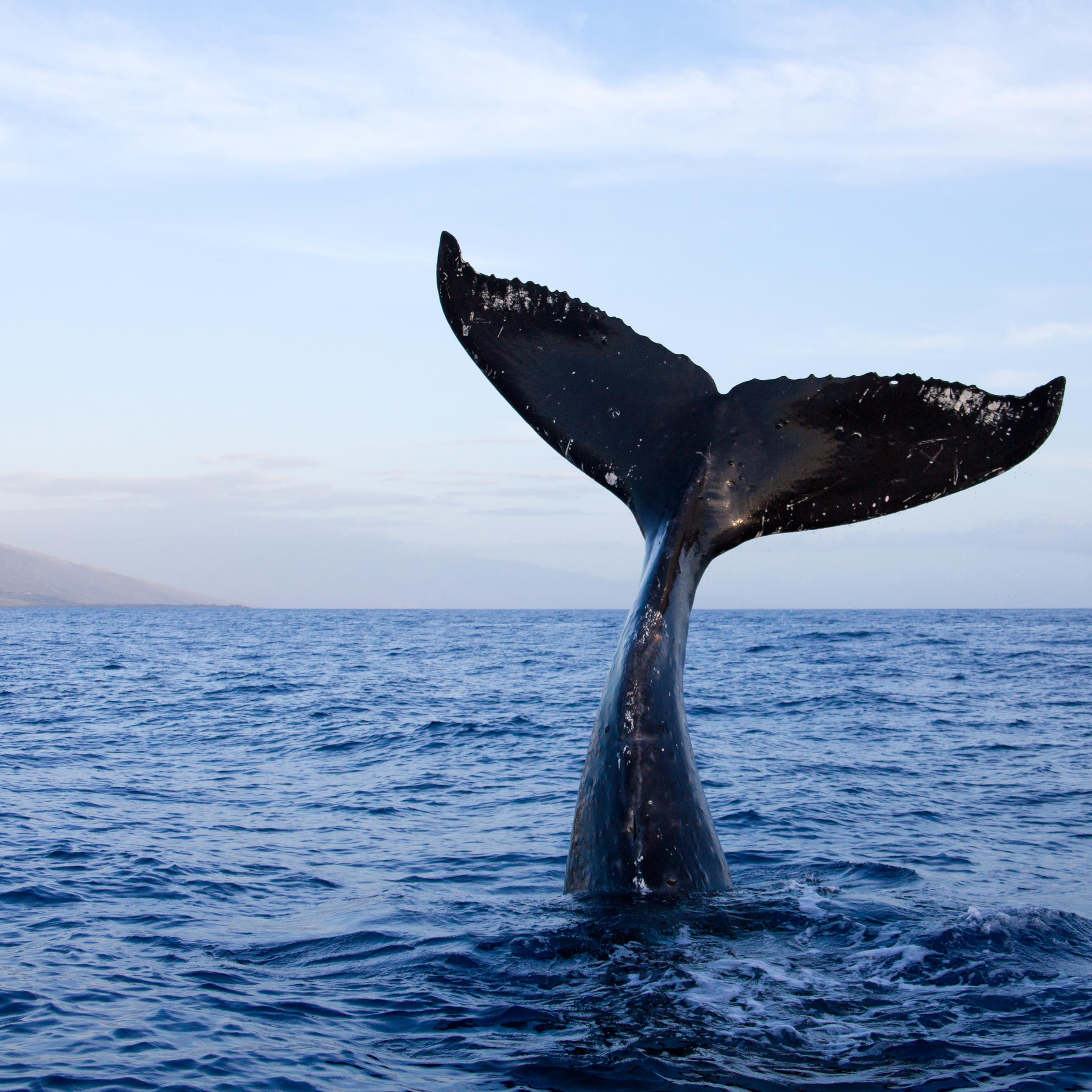 Whale