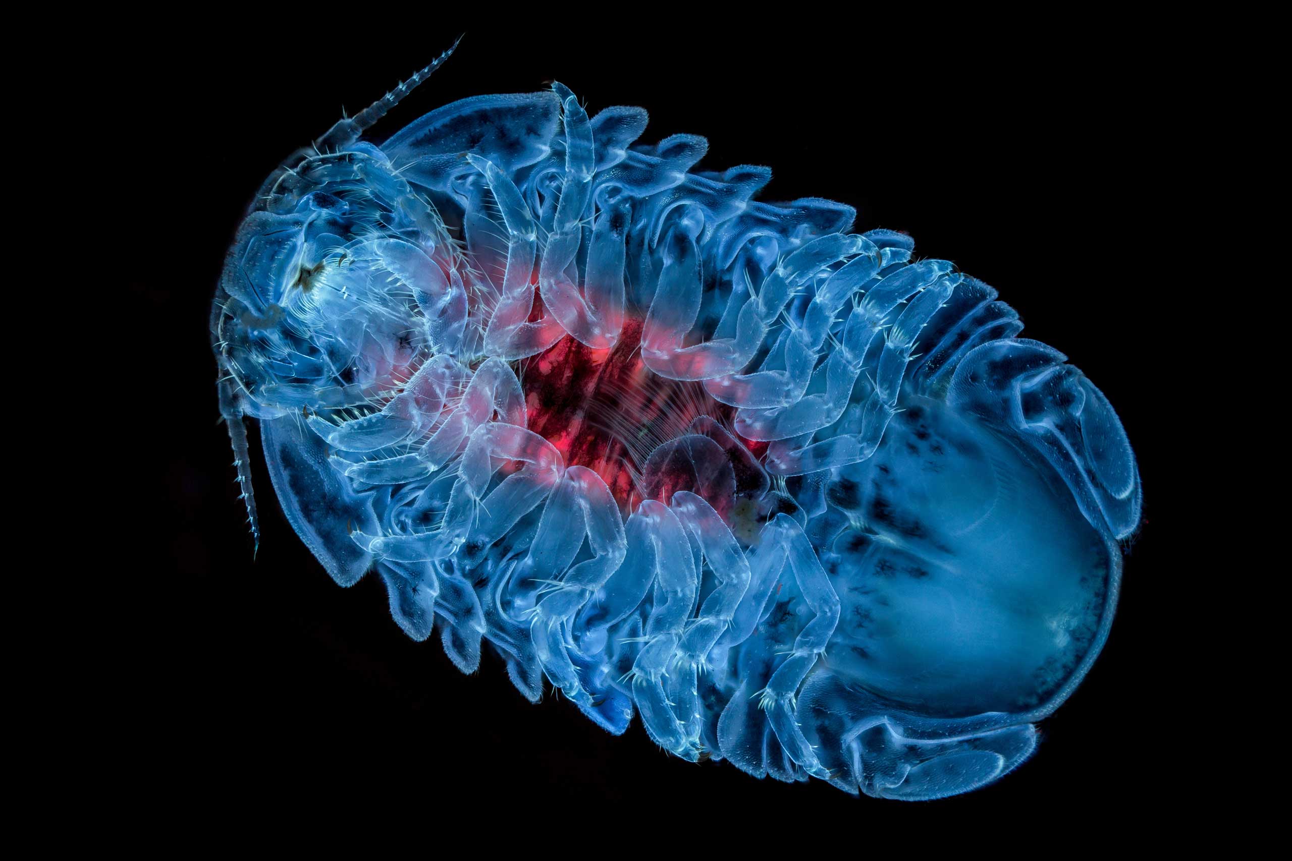 Olympus BioScapes Digital Imaging Competition Microscopic Images
