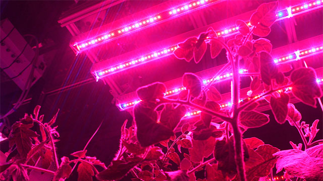 Plants in Aeroponics farm