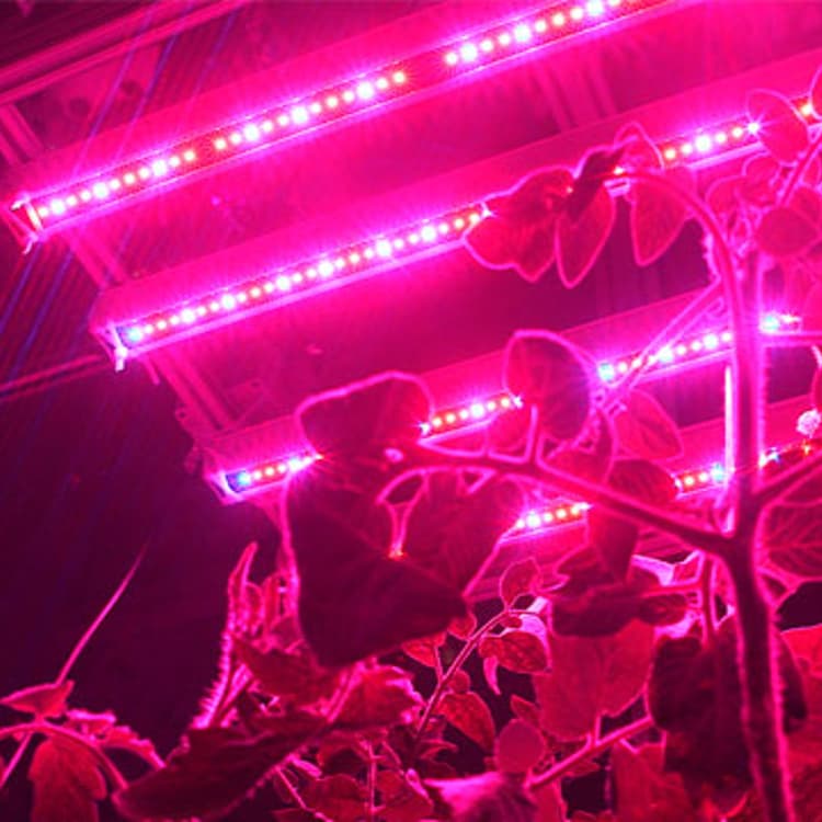 Plants in Aeroponics farm