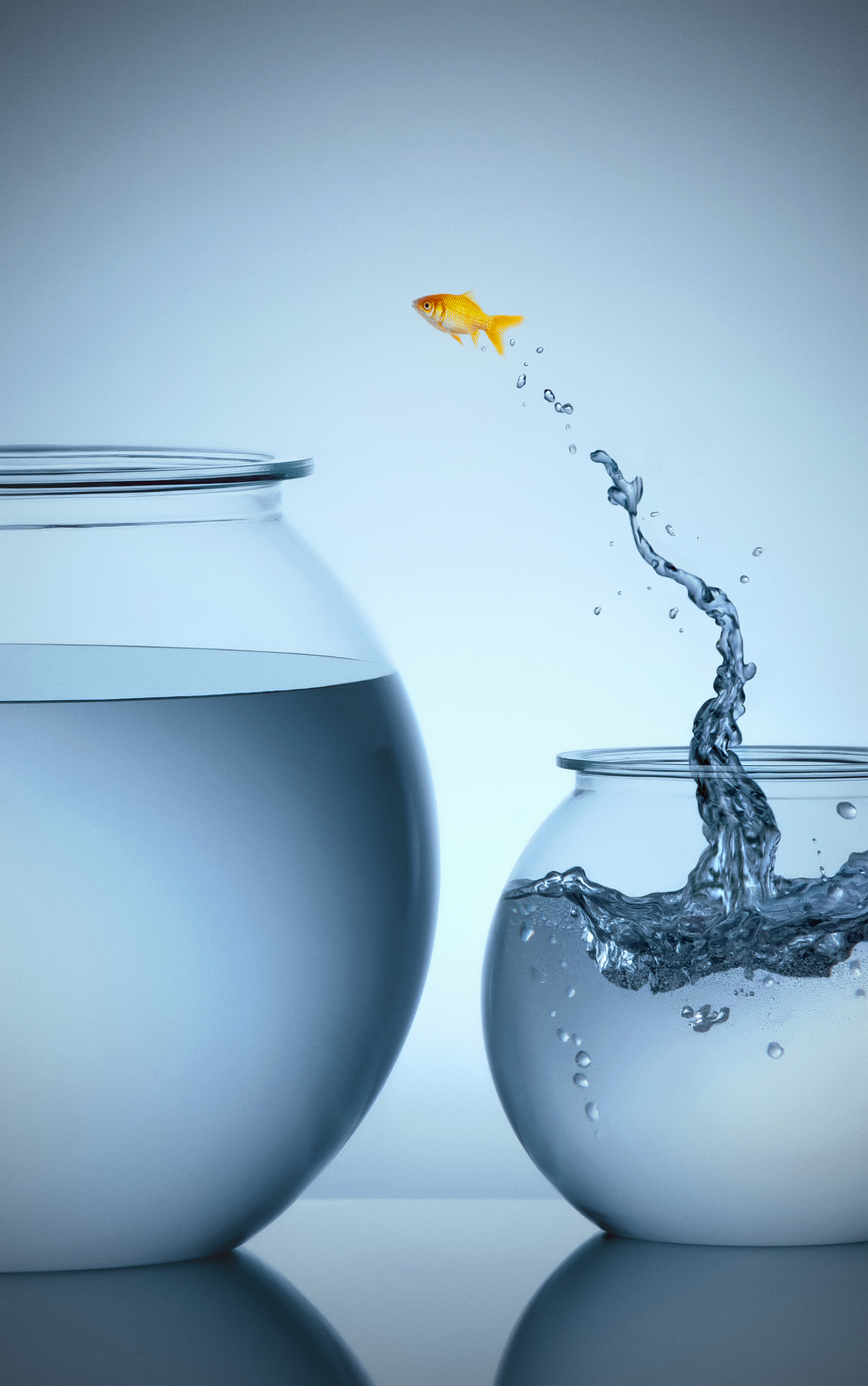 Goldfish jumping from small bowl into big bowl