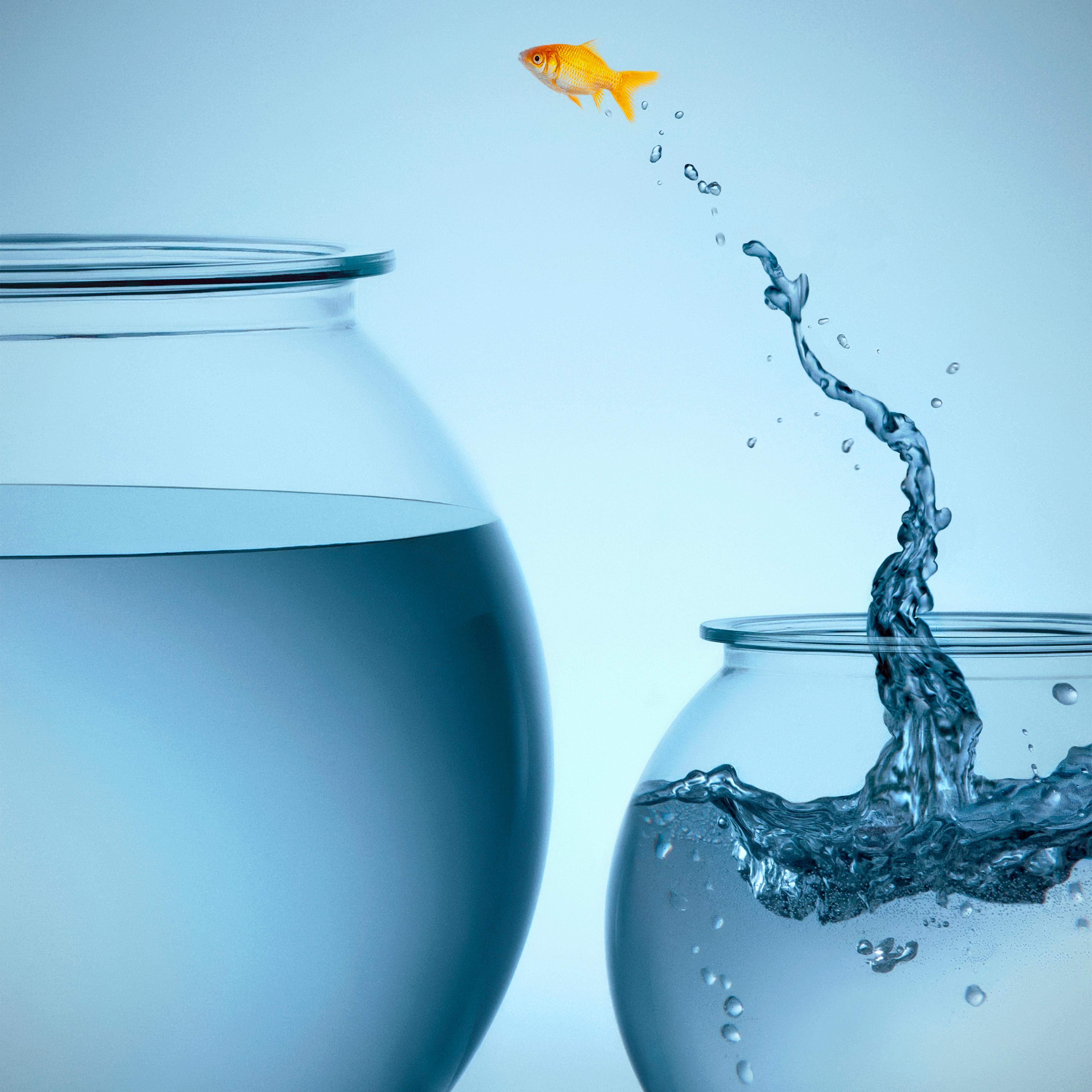 Goldfish jumping from small bowl into big bowl