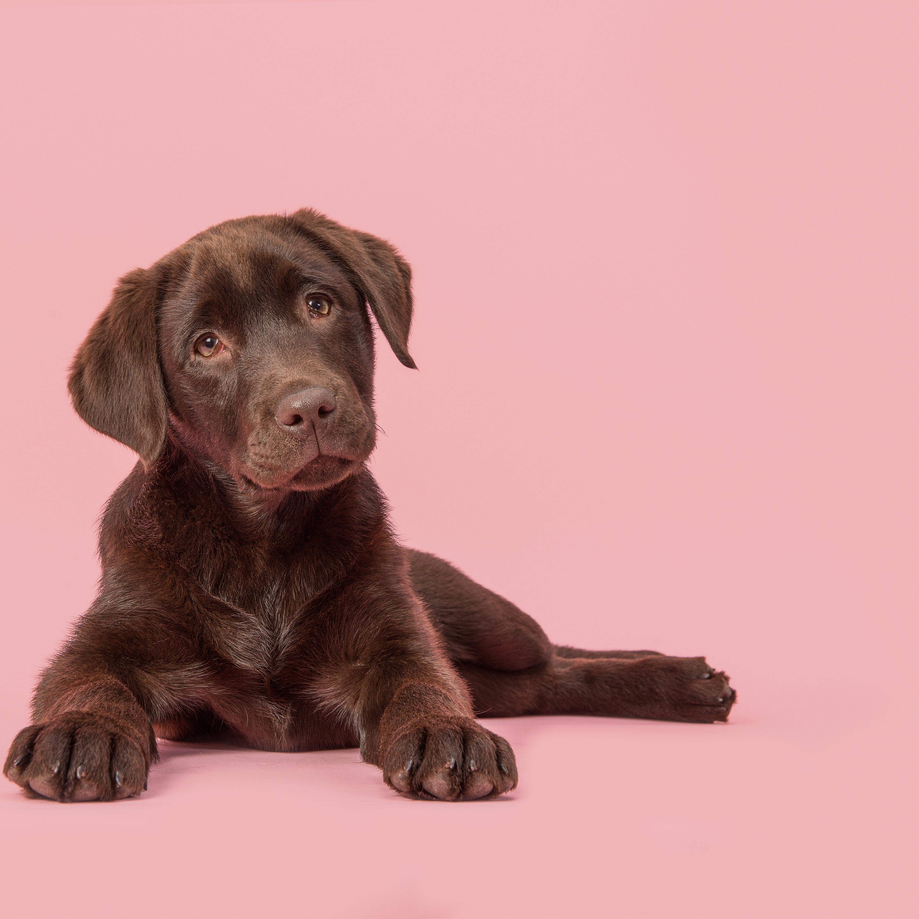Close-Up Portrait Of Dog Against Pink Background