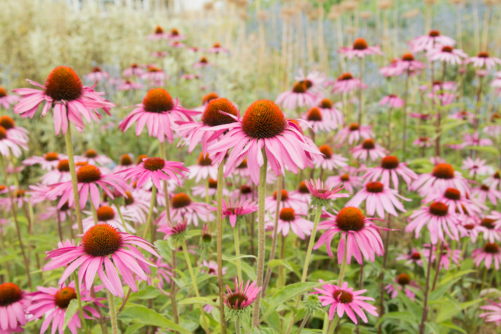 Echinacea
