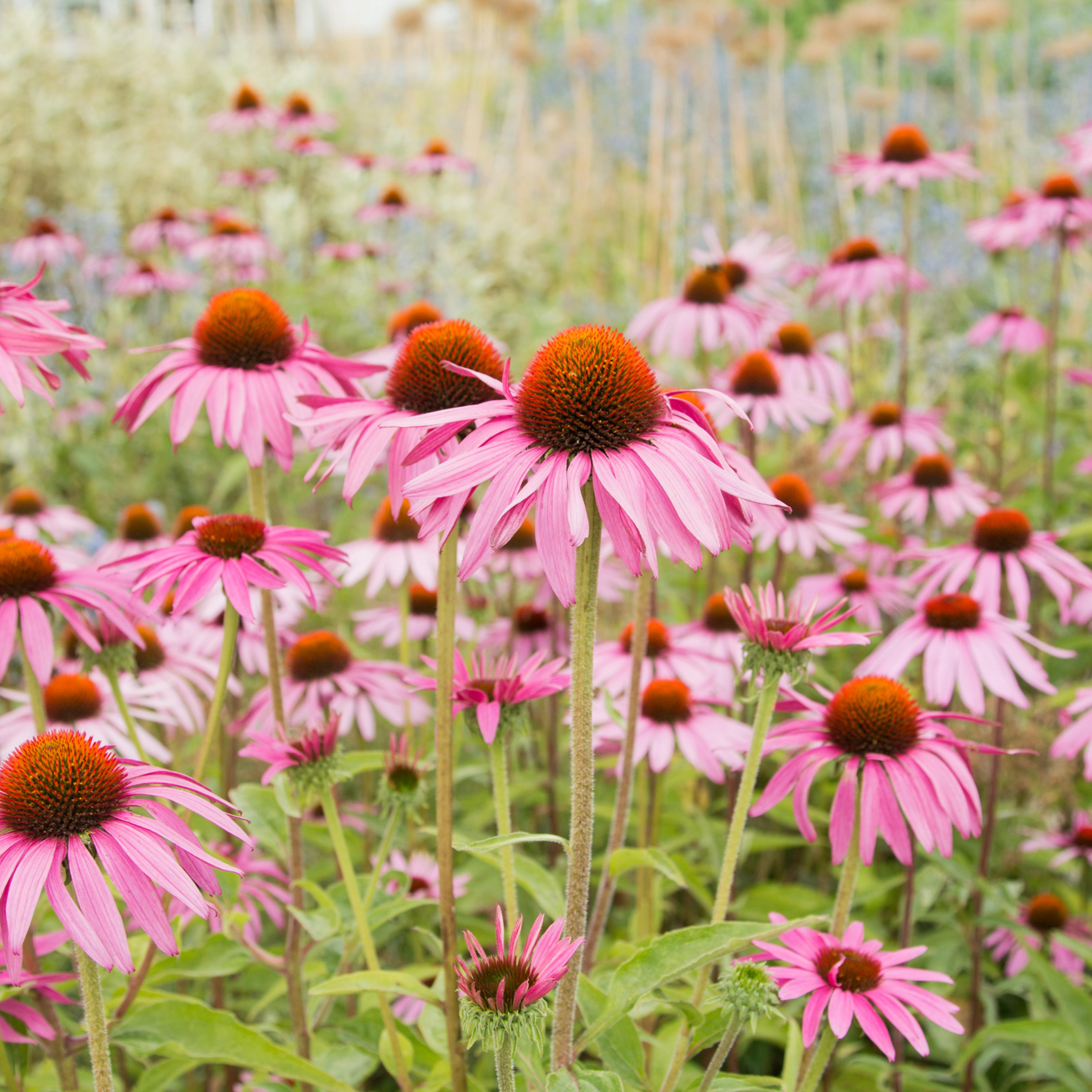 Echinacea
