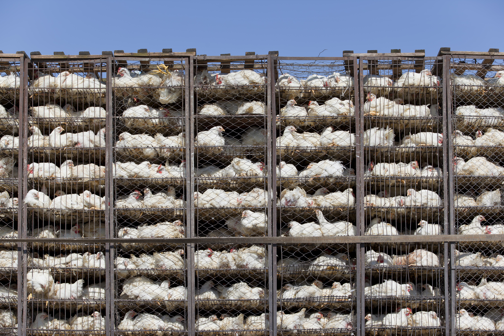 Chicken in battery cage under bad condition
