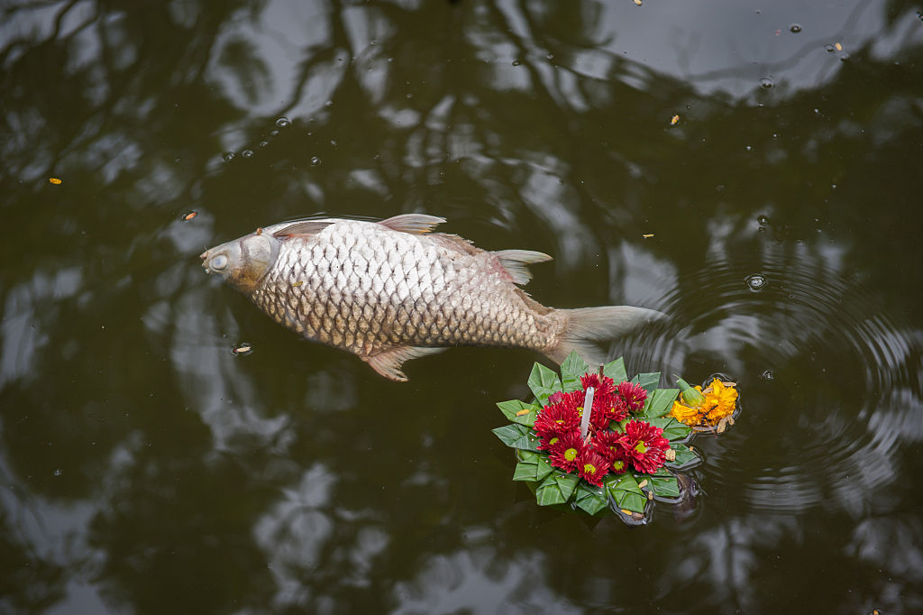 Loy Krathong Festival Causes River Pollution