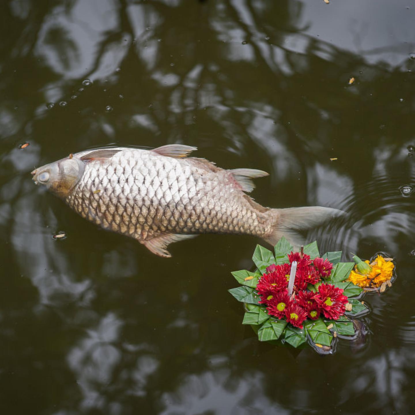 Loy Krathong Festival Causes River Pollution