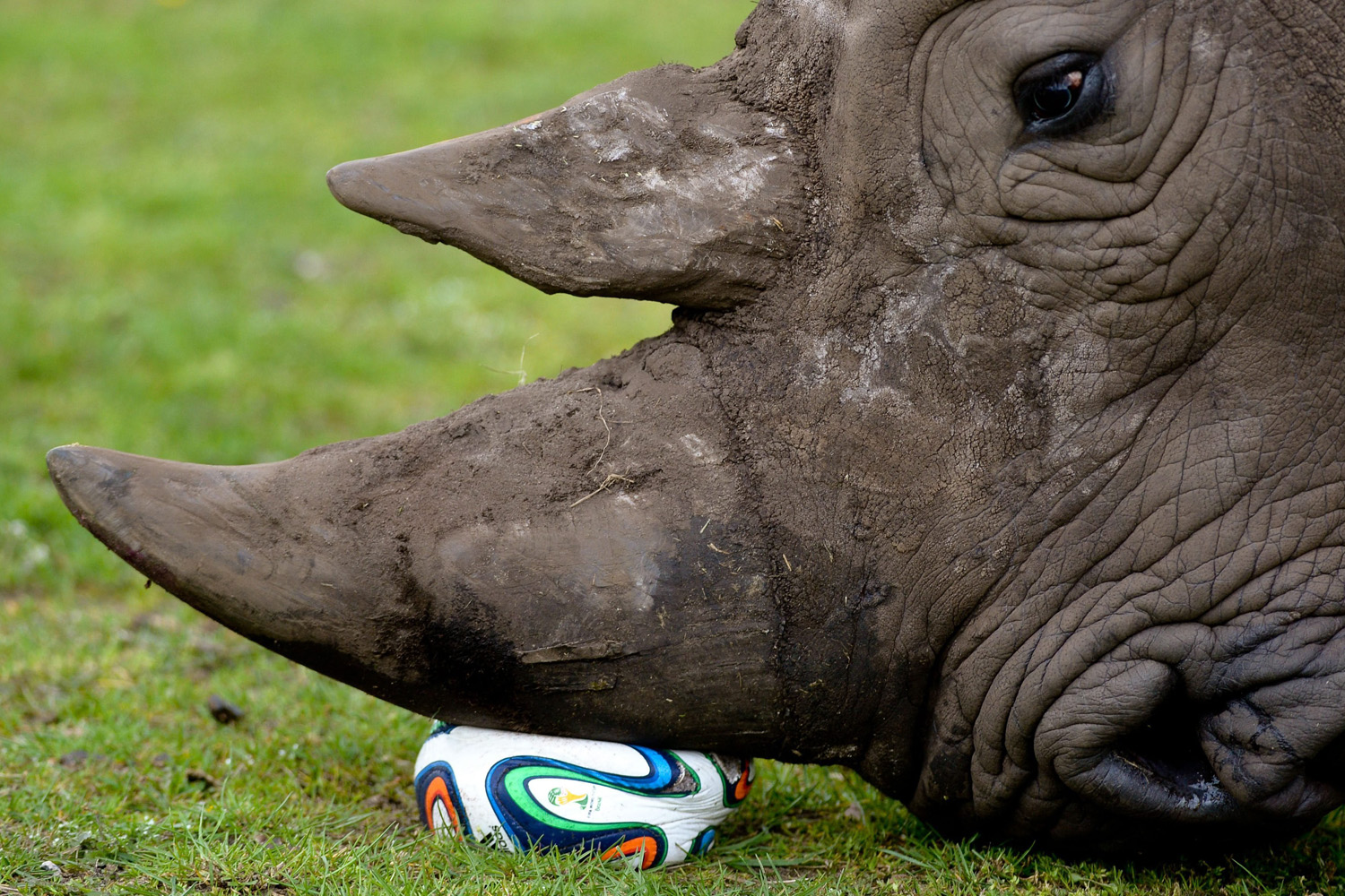Orangutan Exams & Rhino Soccer: April's Most Surprising Photos