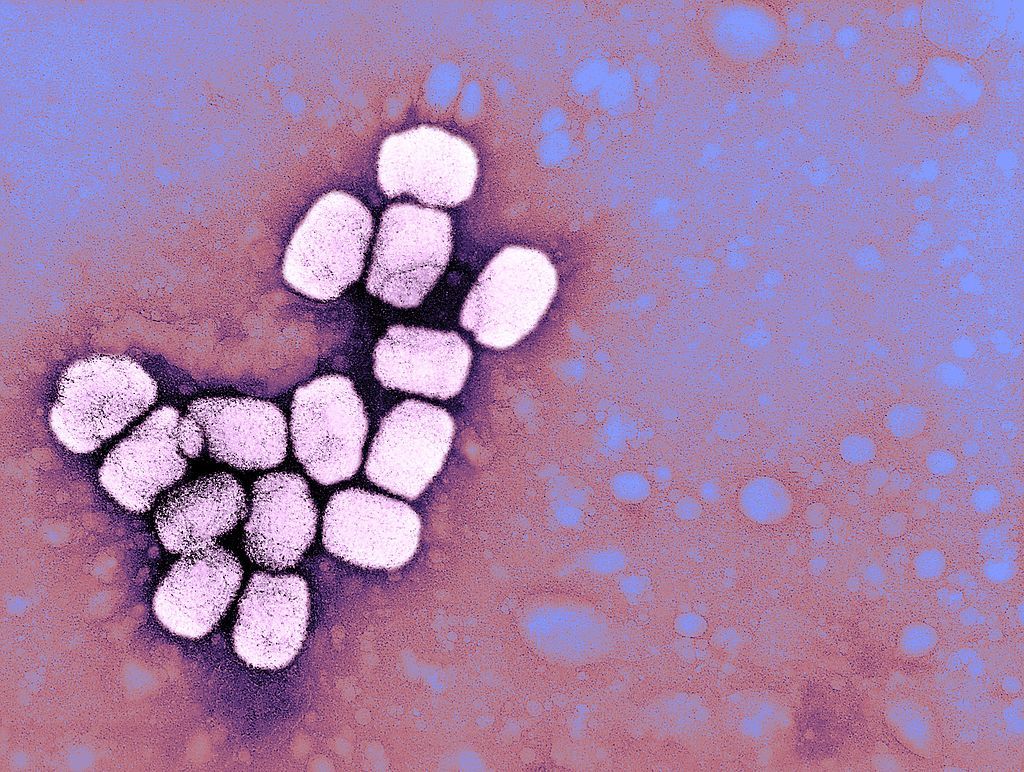 Smallpox Virus