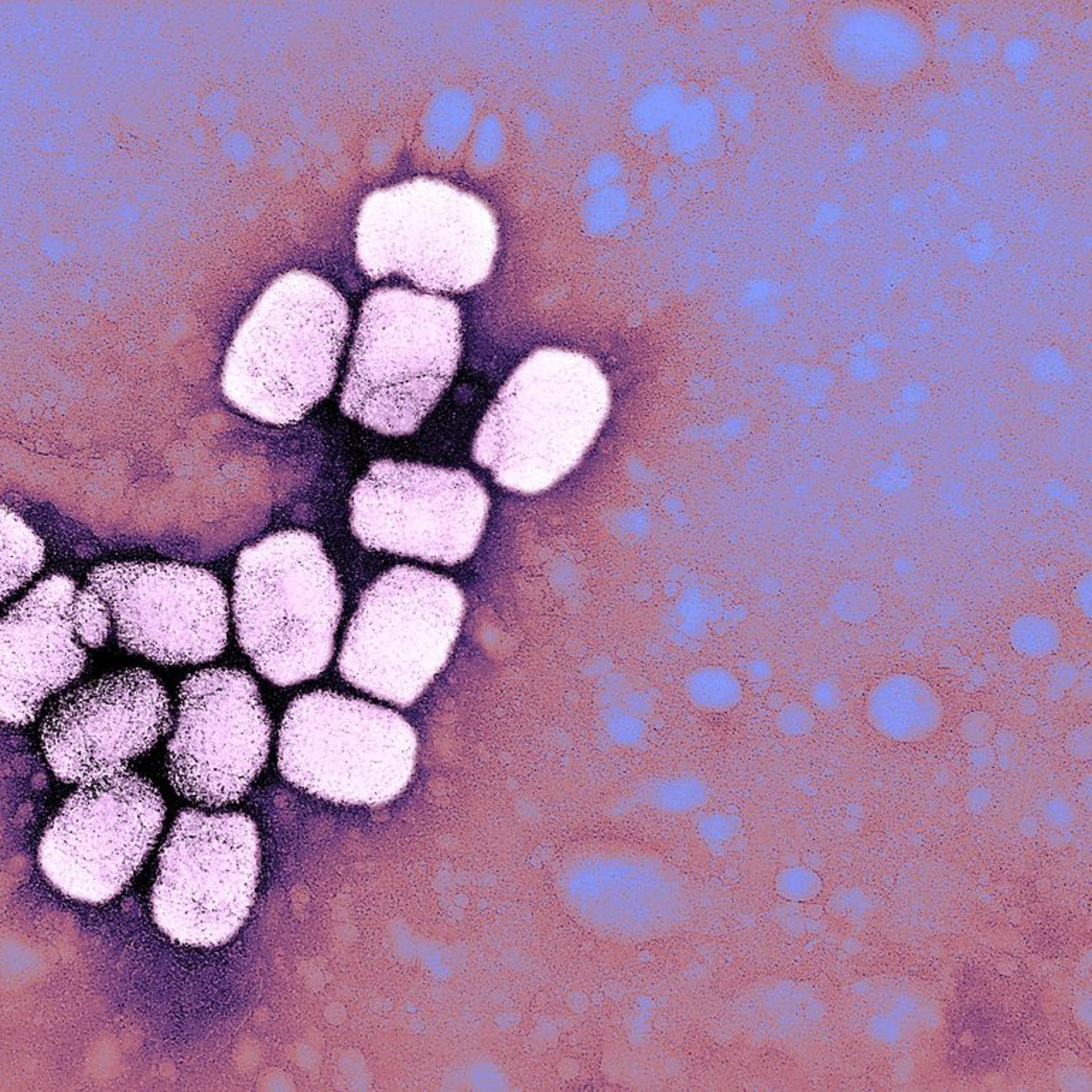 Smallpox Virus