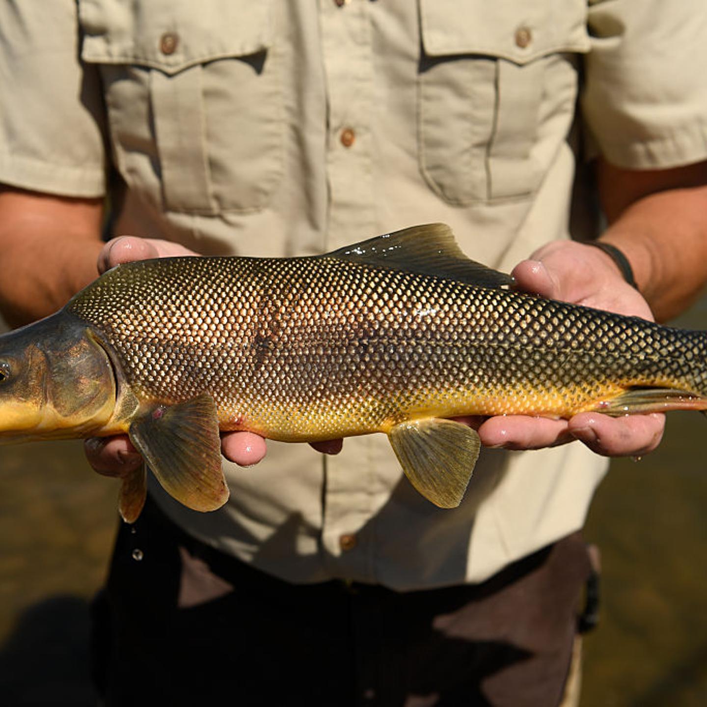 The U.S. Fish and Wildlife Service Colorado River Fish project (CRFP) is working hard to restore native fish populations in the Colorado River and other western rivers and lakes in Grand Junction, Colorado.