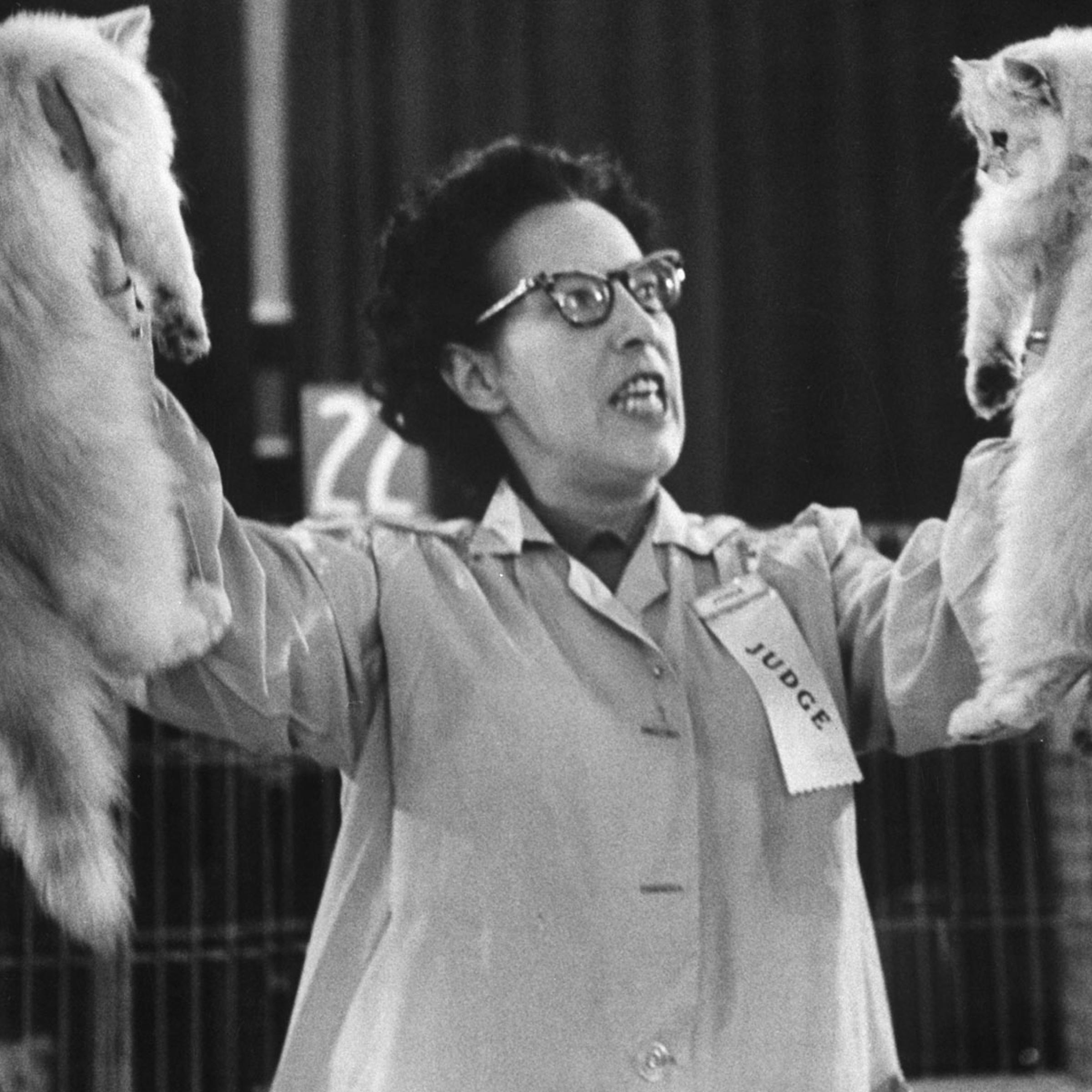 Cat show, Los Angeles, Calif., 1952.