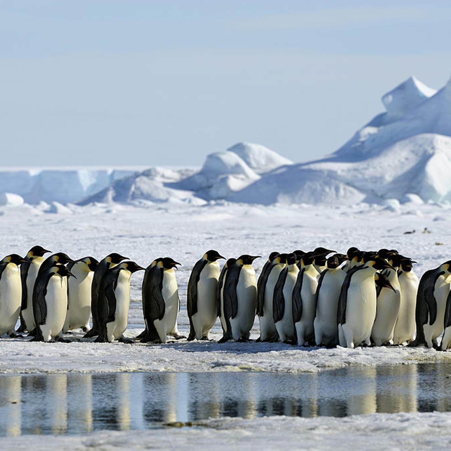 Antarctica, Weddell Sea, Snow Hill Island, Group Of Emperor