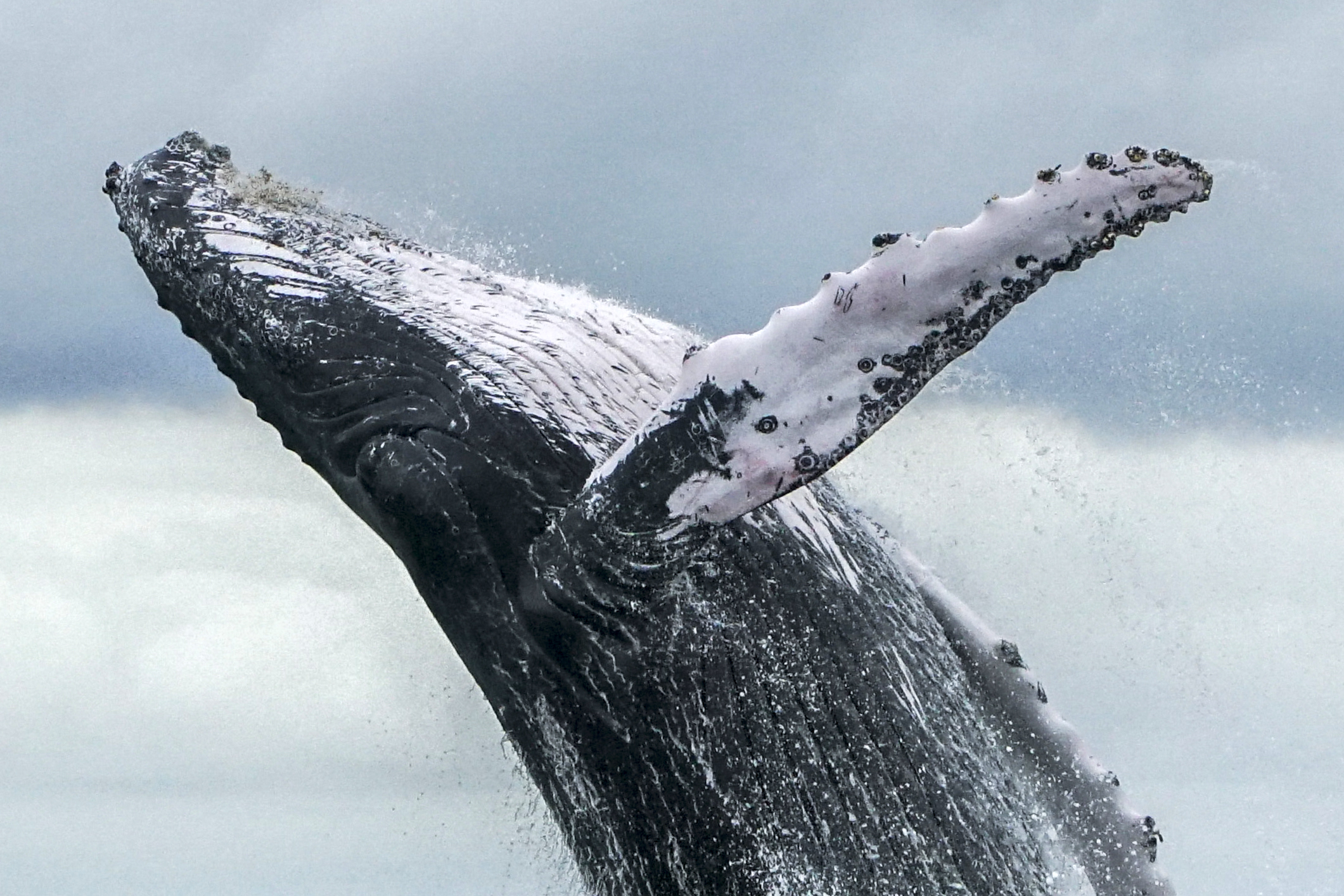 COLOMBIA-WILDLIFE-WHALE