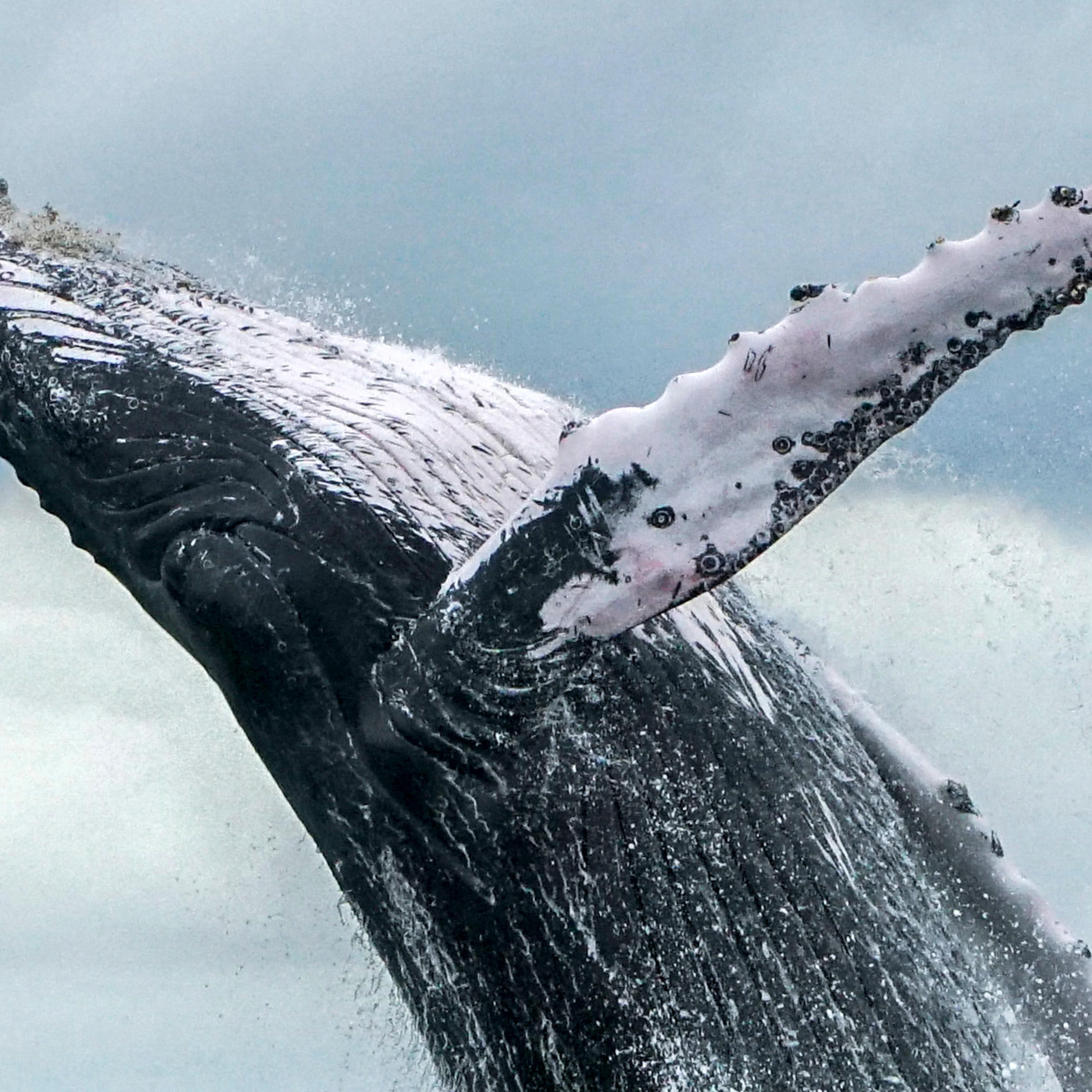 COLOMBIA-WILDLIFE-WHALE