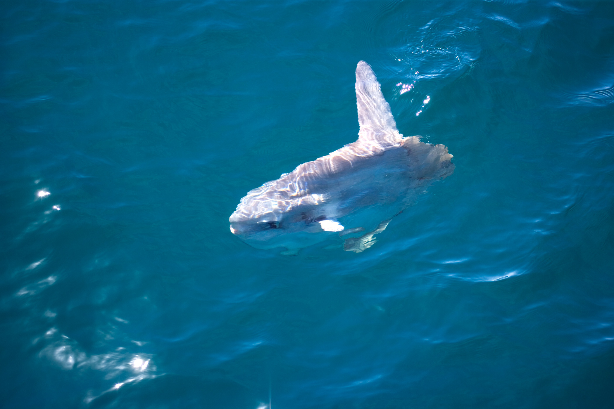 ocean-sunfish