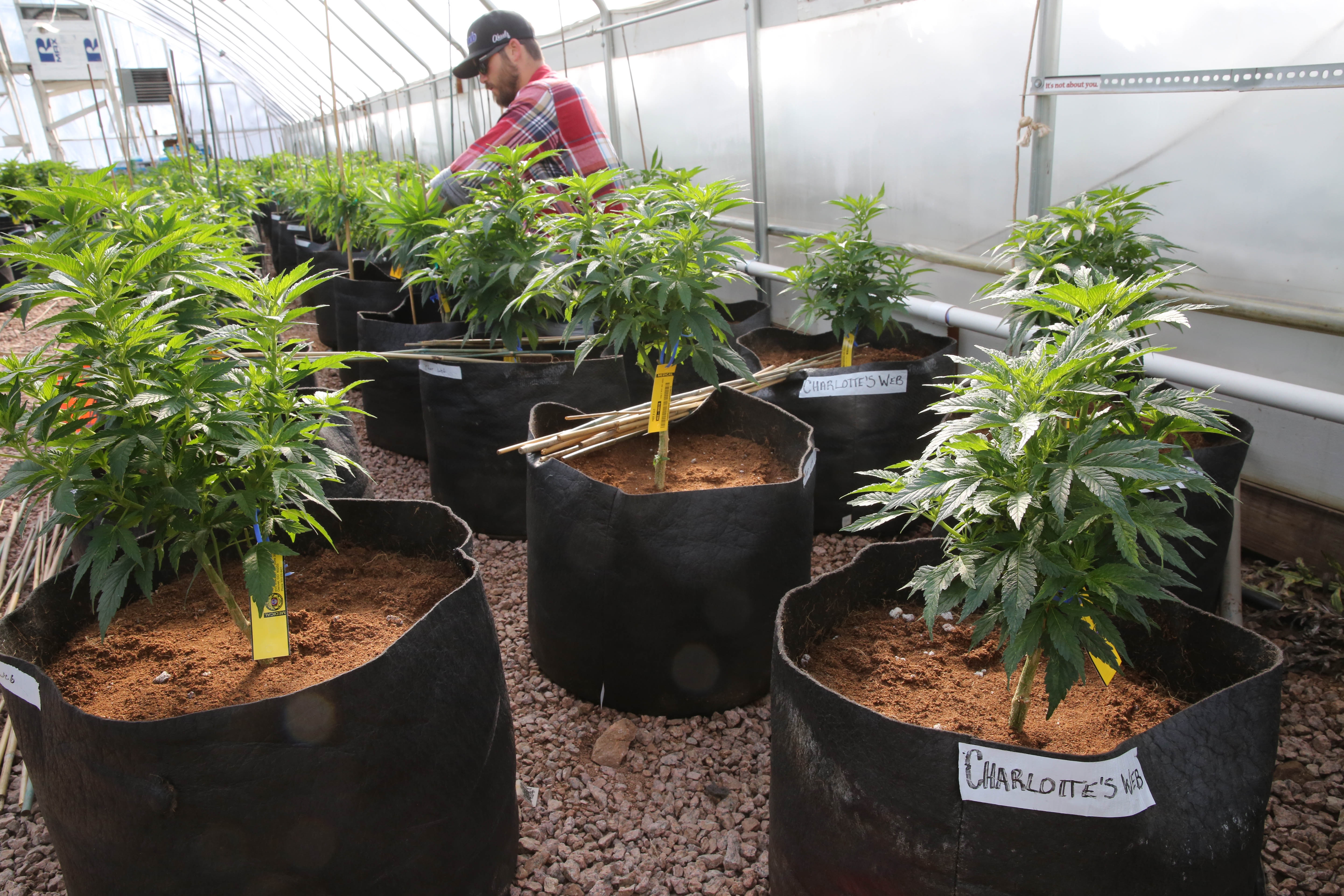 A worker cultivates a special strain of medical marijuana known as Charlotte's Web inside a greenhouse, in a remote spot in the mountains west of Colorado Springs, Colo. on Feb. 7, 2014.
