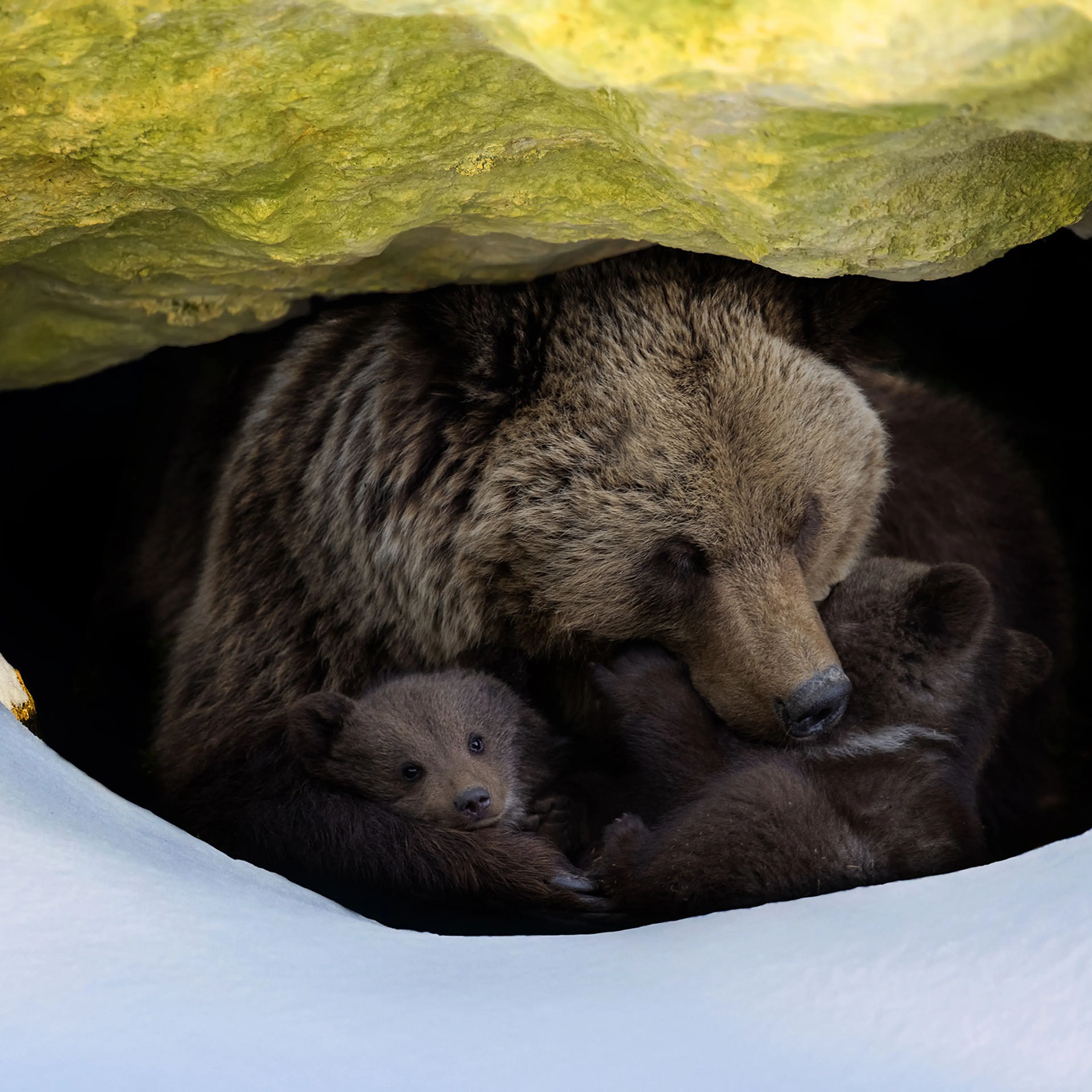 Brown bear with two cubs looks out of its den in the woods under a large rock in winter