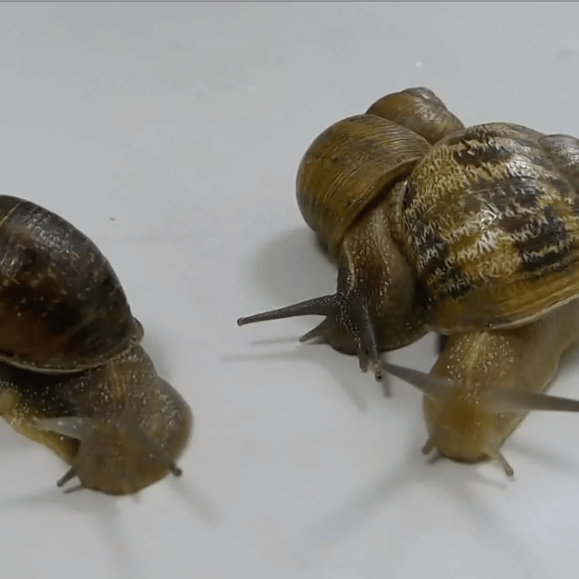 Jeremy the snail turns away as two snails, sent to him as potential mates, decide to mate with each other instead.