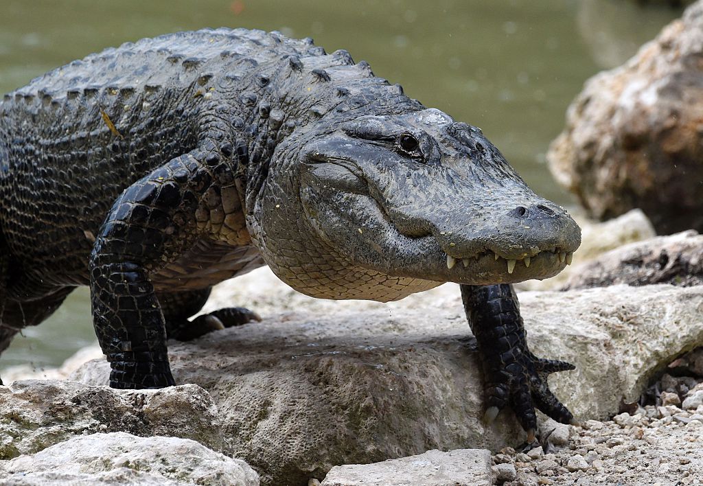 Tennessee Meth Alligators
