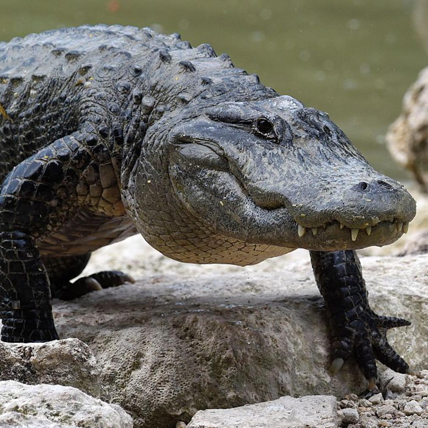 Tennessee Meth Alligators