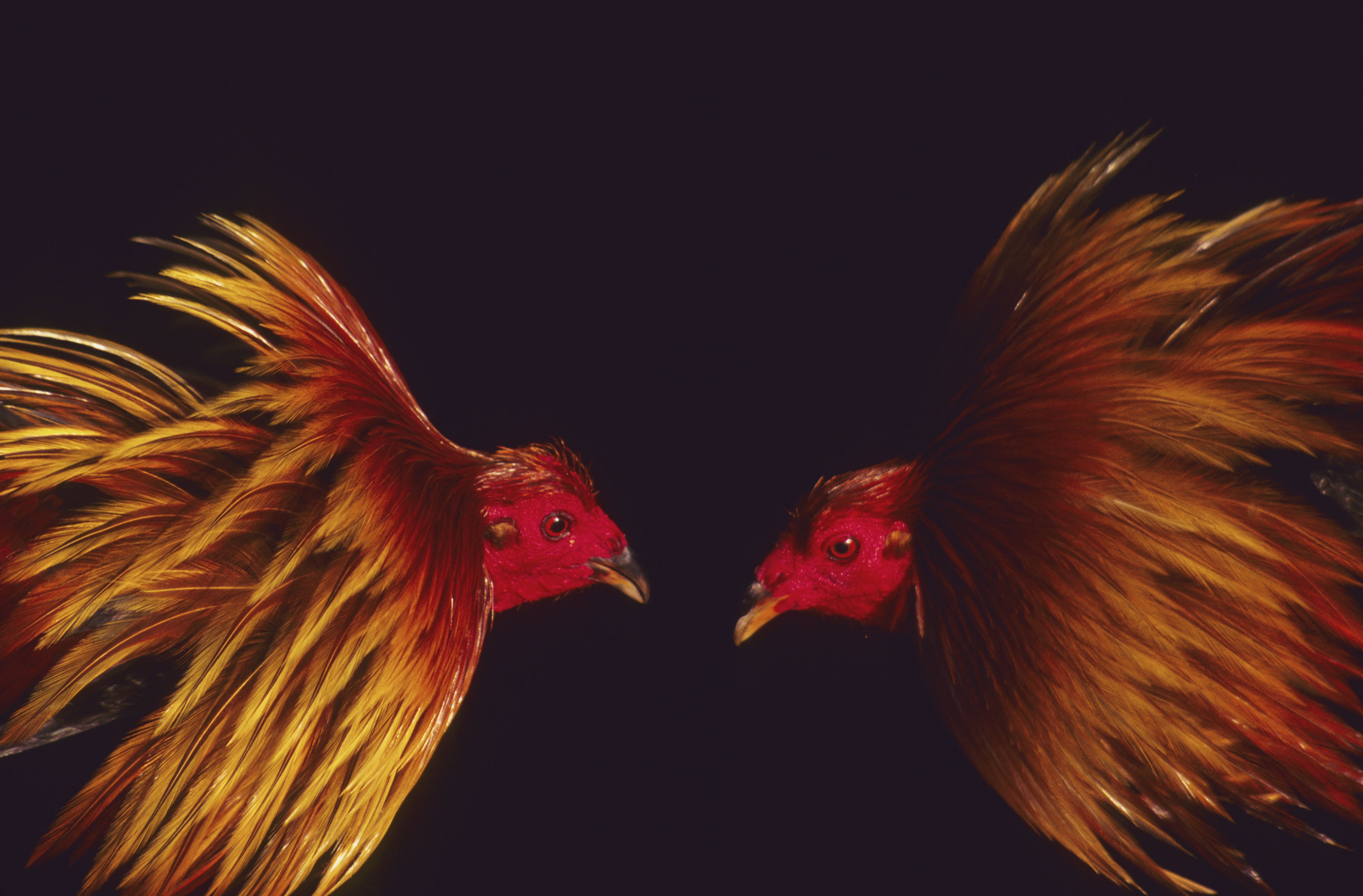 Cockfight