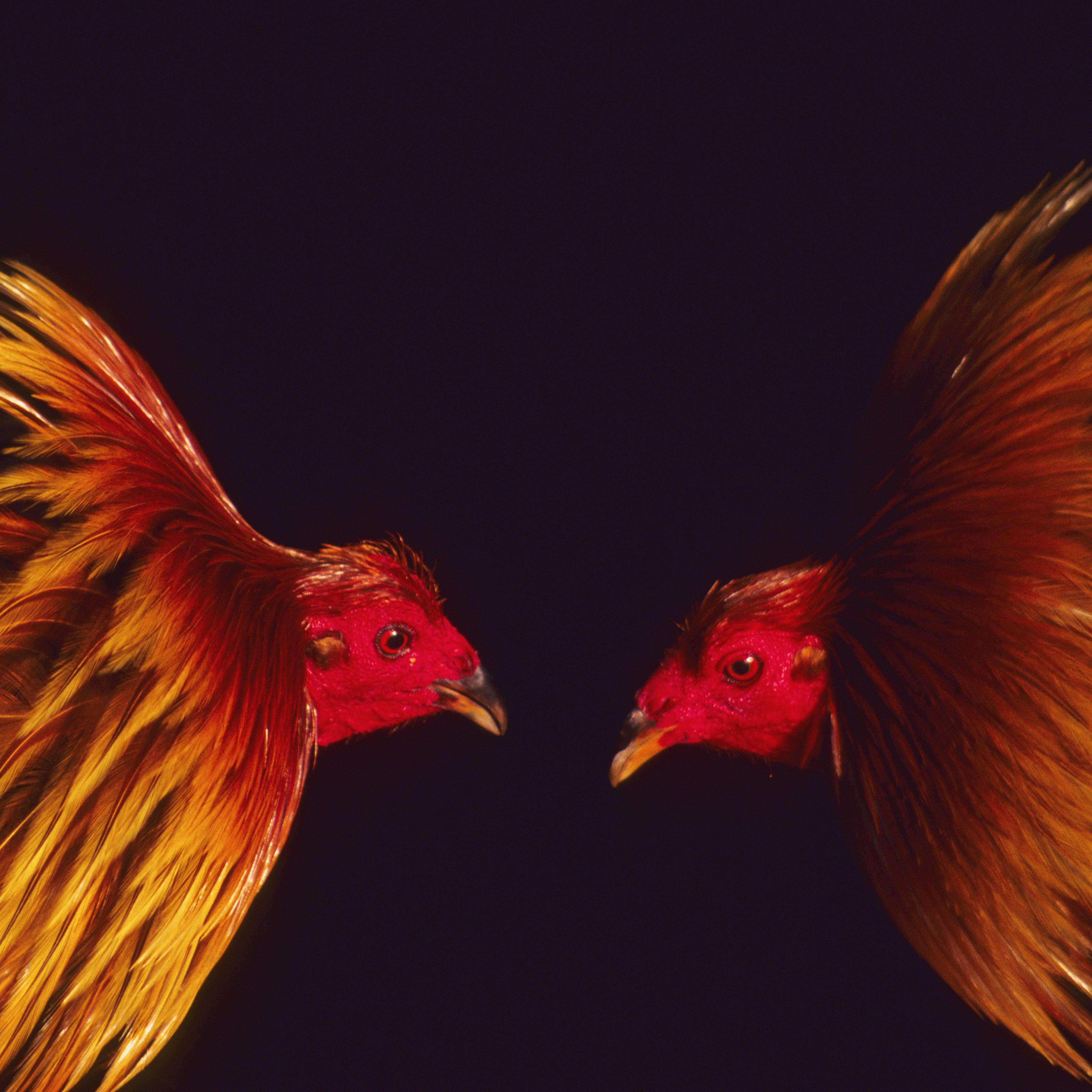 Cockfight