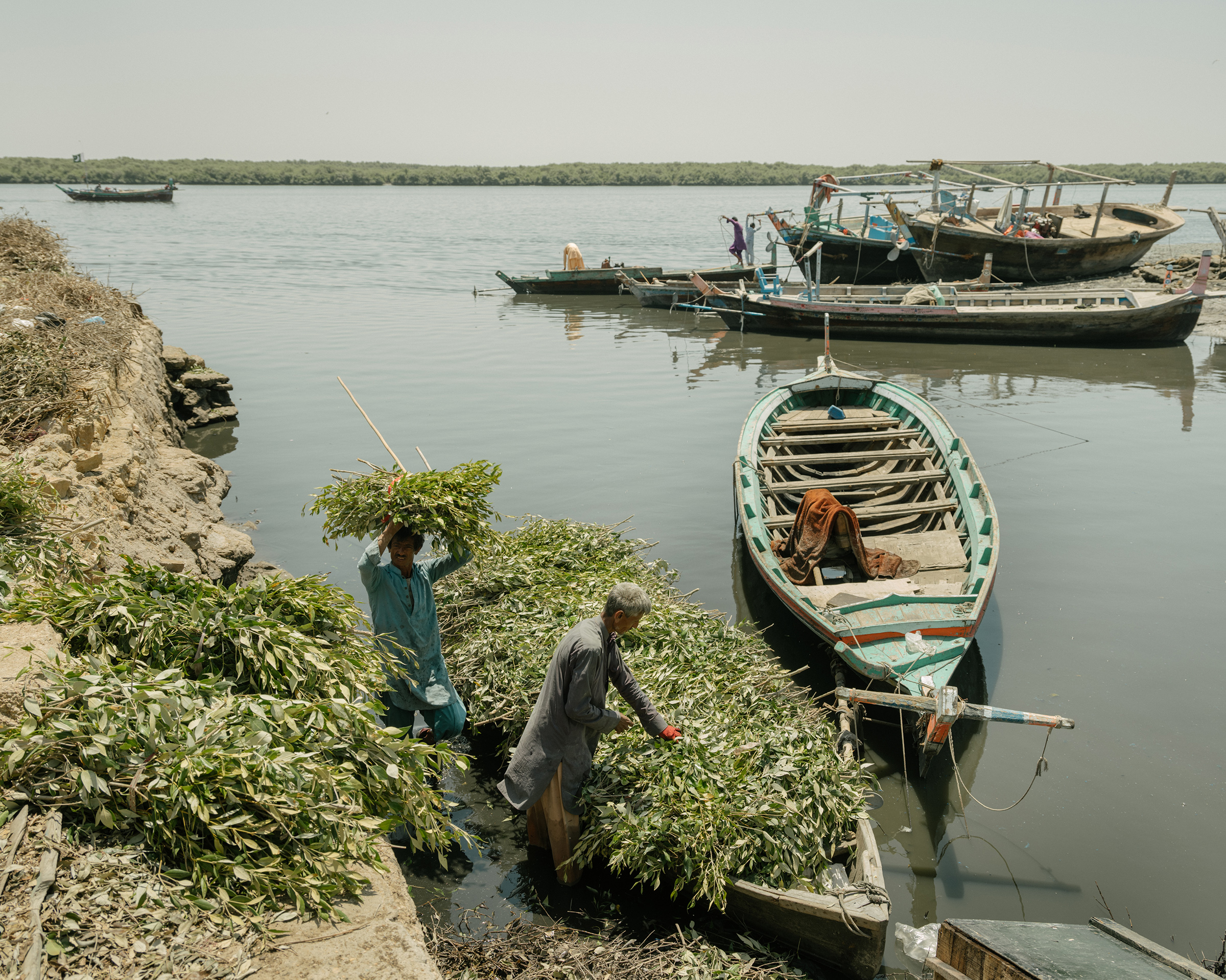Mangrove branches and leaves are brought back to shore to feed livestock