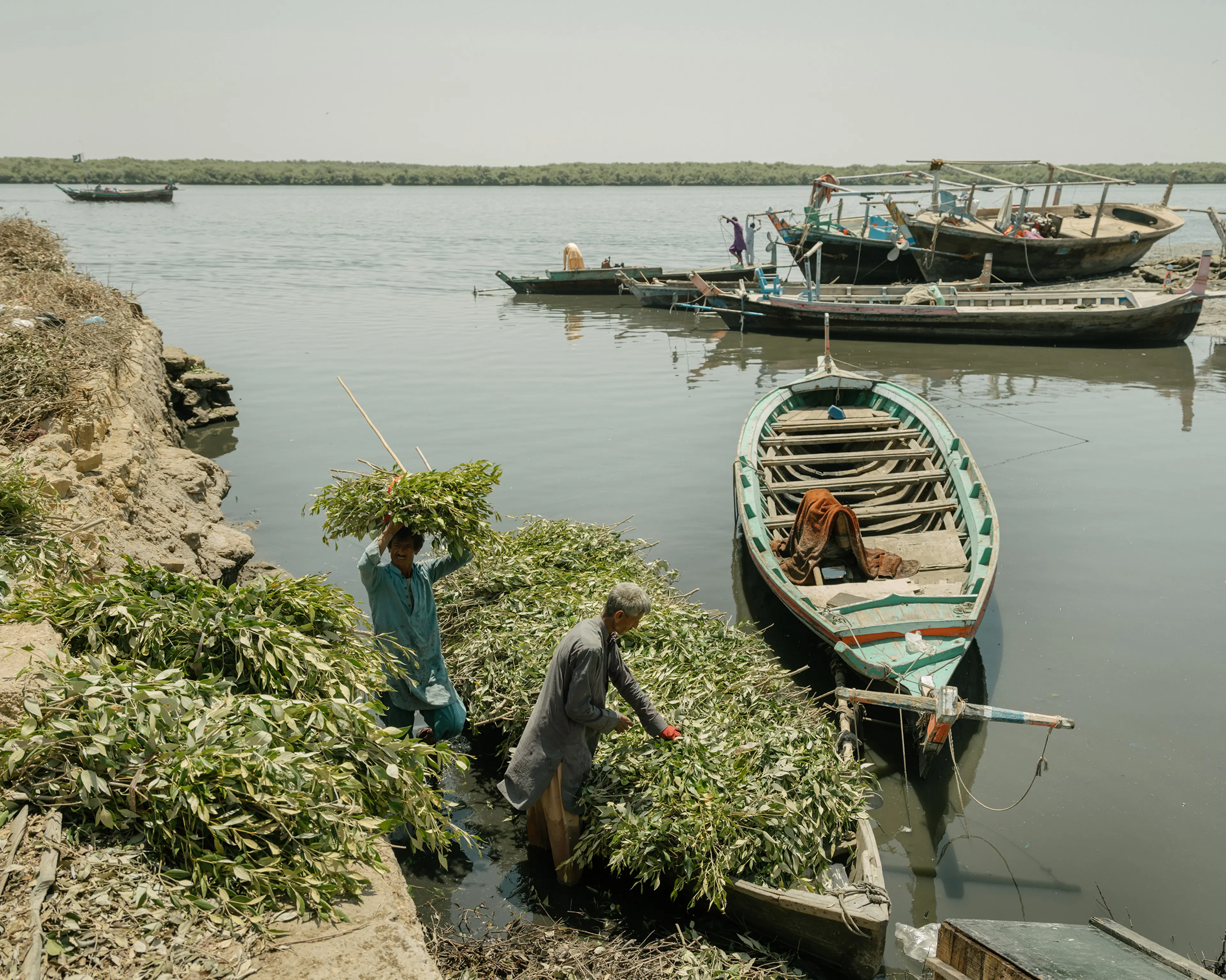 Mangrove branches and leaves are brought back to shore to feed livestock