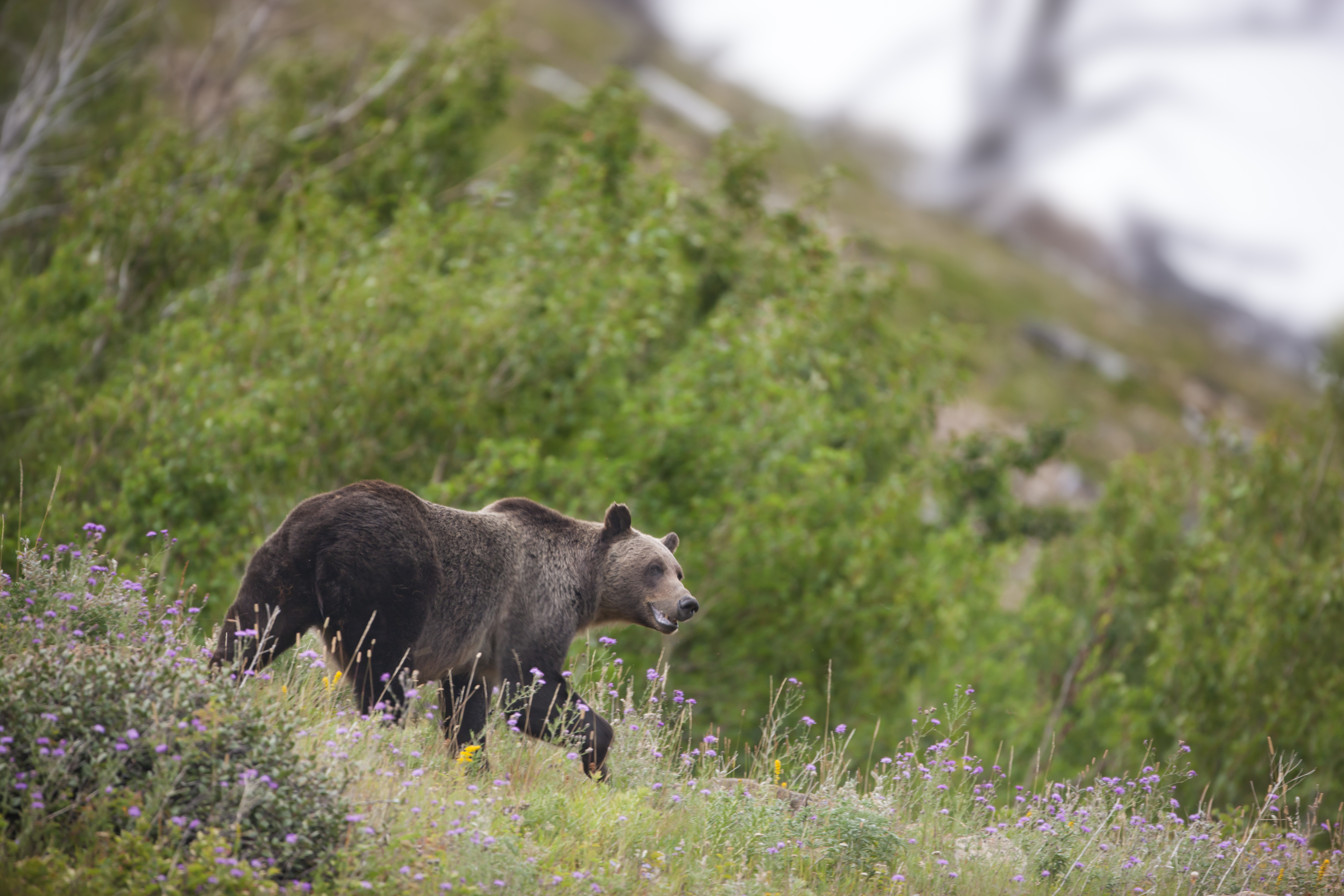 Grizzly Bear, Glacier NP