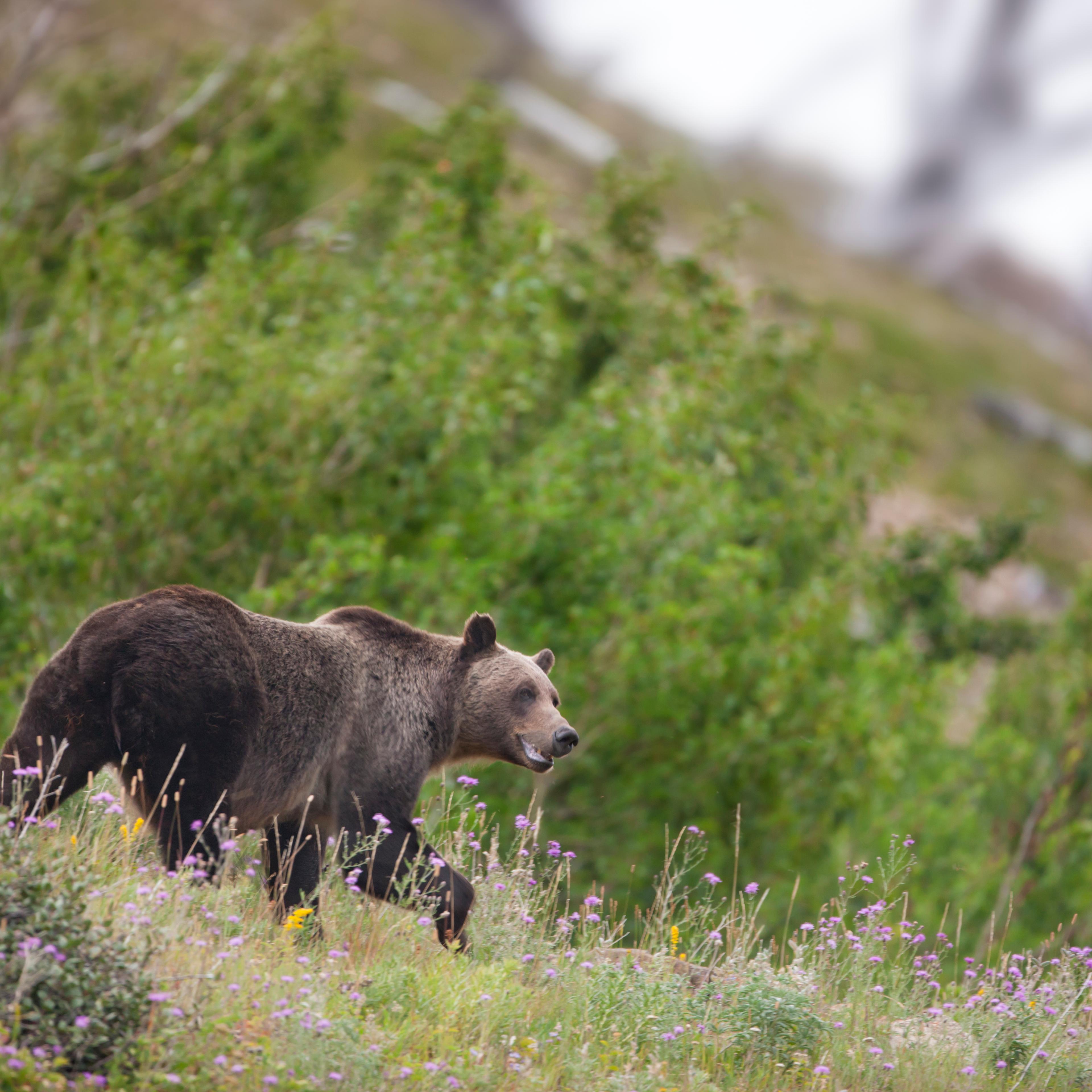 Grizzly Bear, Glacier NP