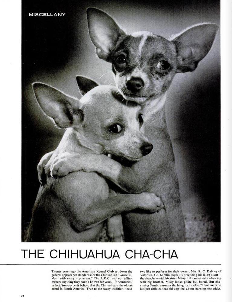 Dancing Chihuahuas, LIFE, Feb. 2, 1962.