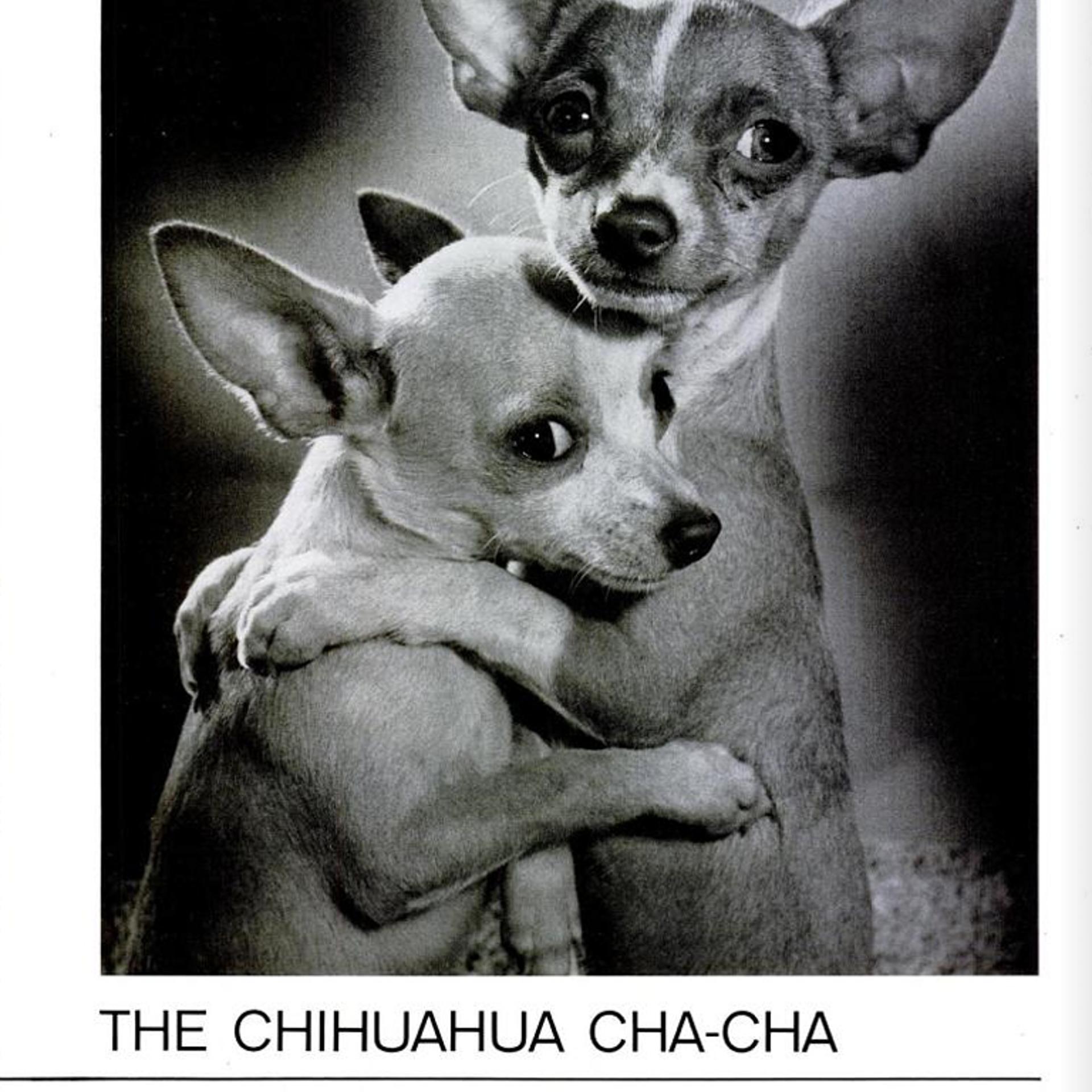 Dancing Chihuahuas, LIFE, Feb. 2, 1962.