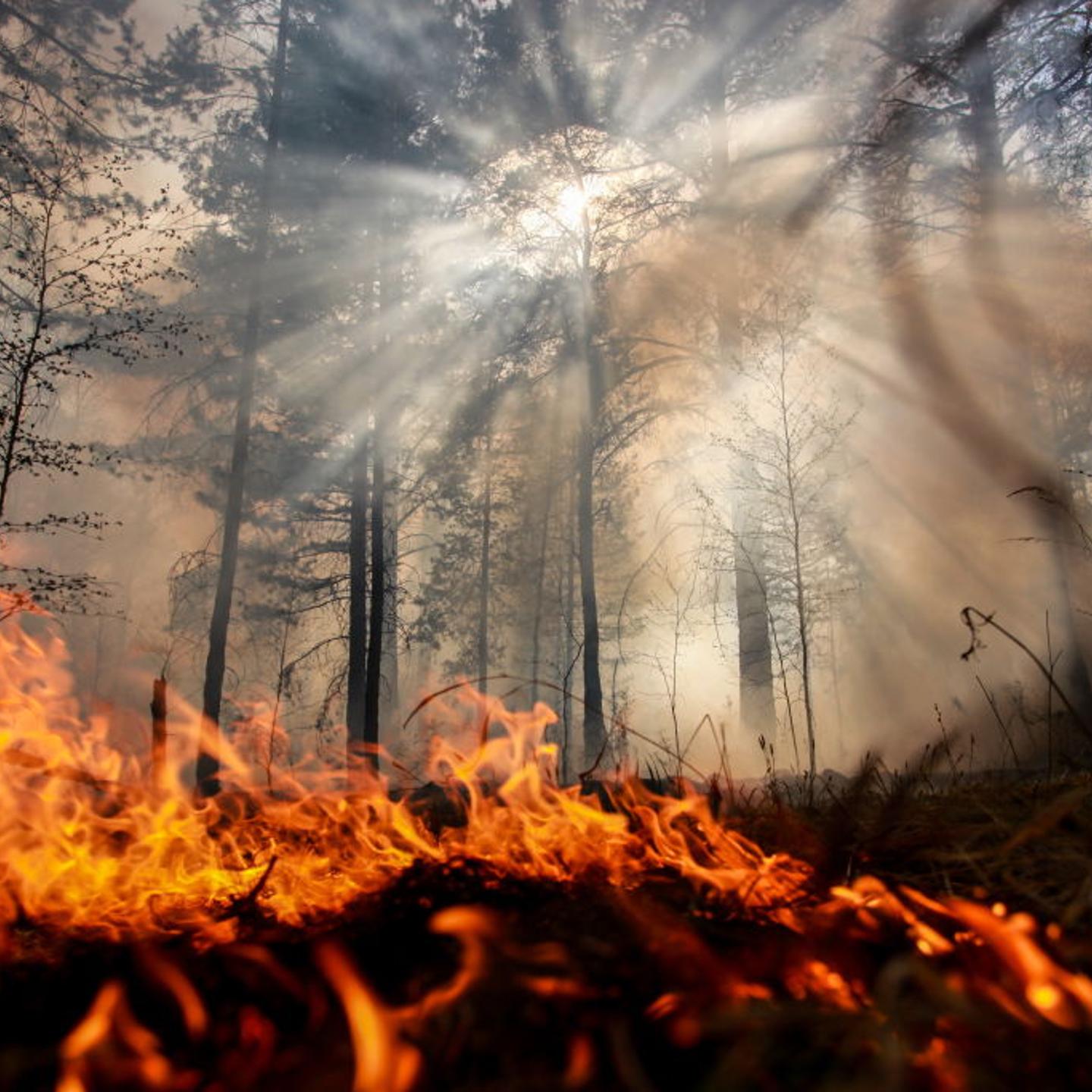 Wildfire in Irkutsk Region, Russia